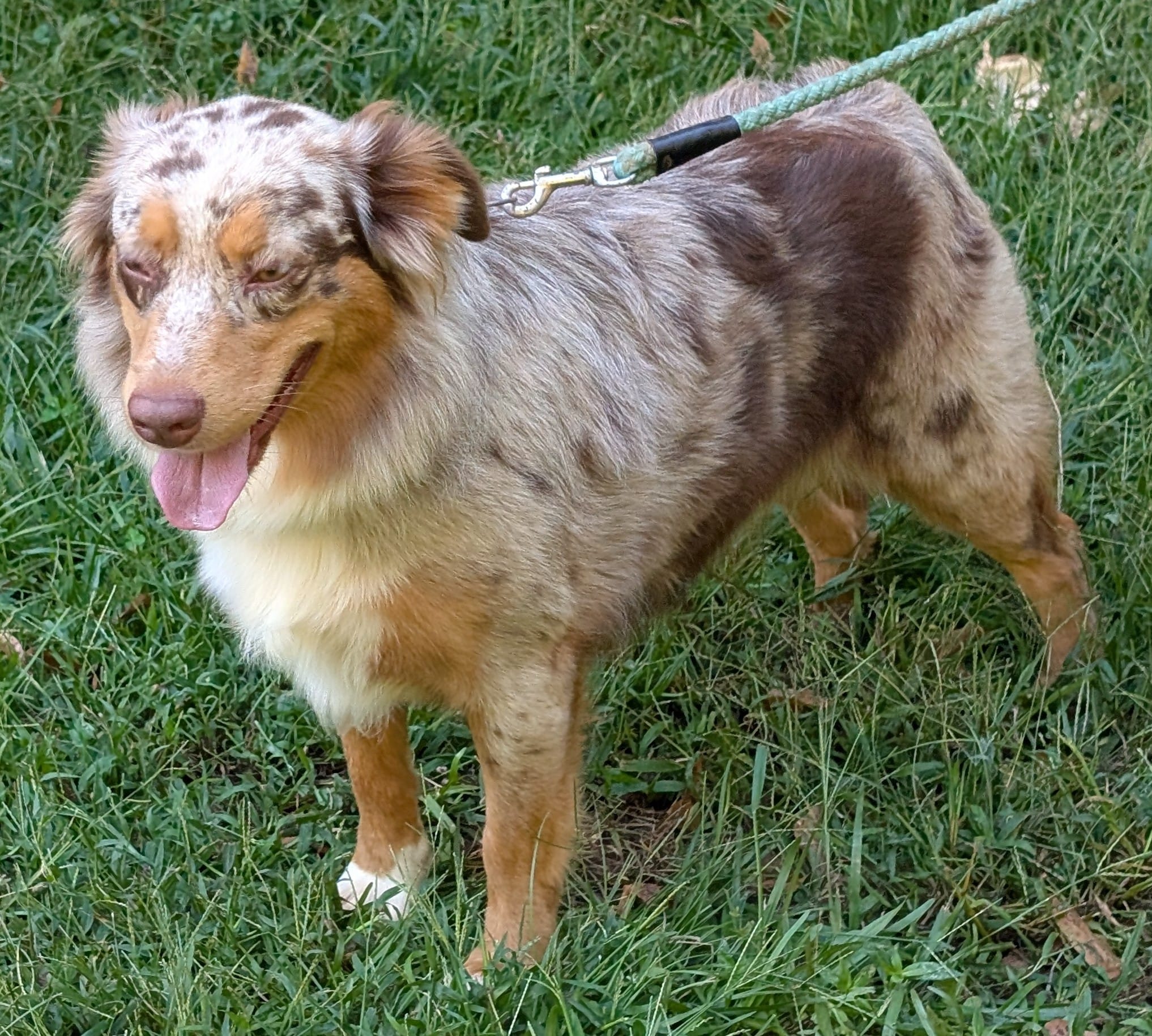 Rosé – Australian Shepherd puppy for sale in Forsyth, GA