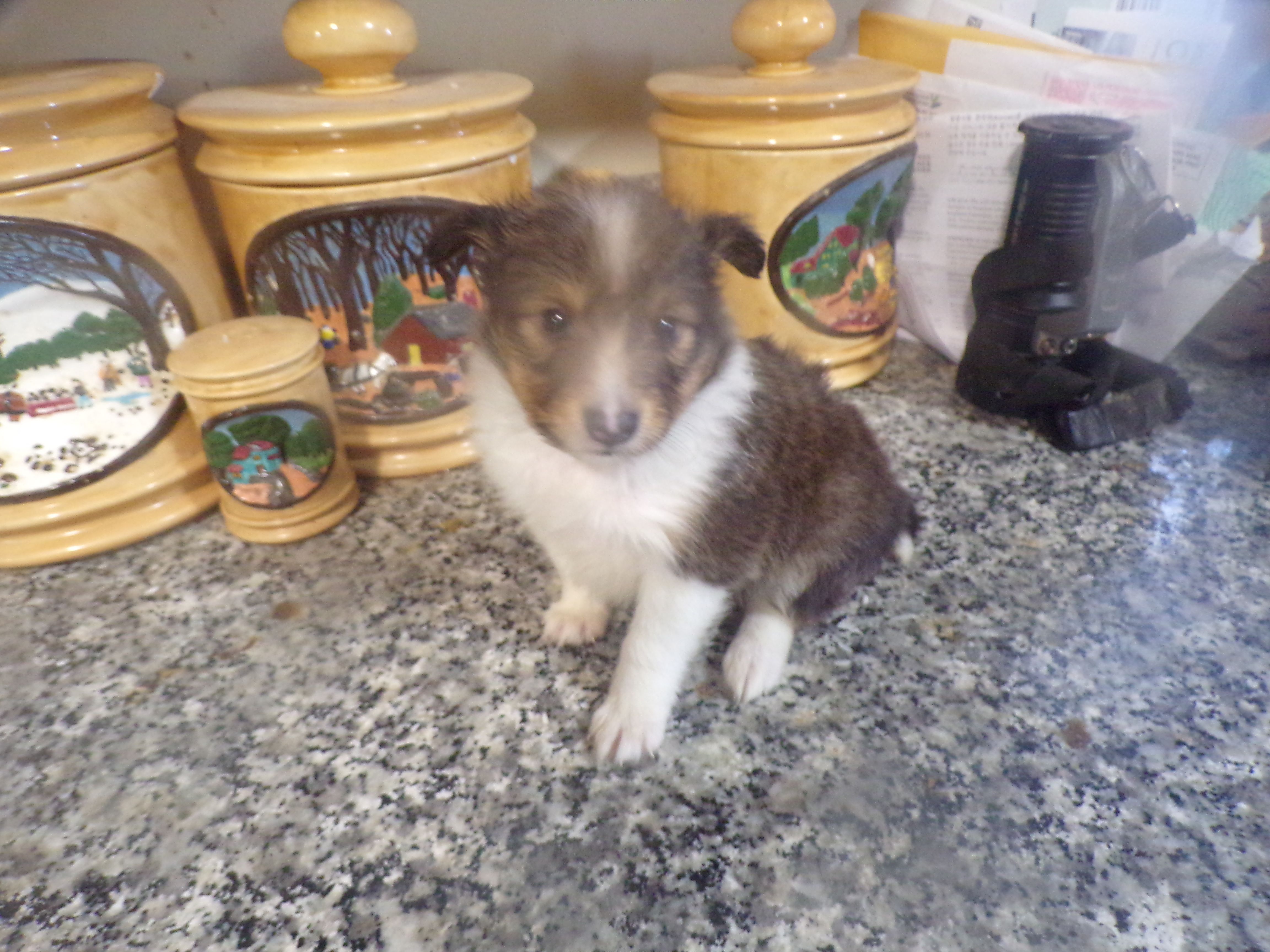 Tina – Shetland Sheepdog puppy for sale in Fairfield, ME
