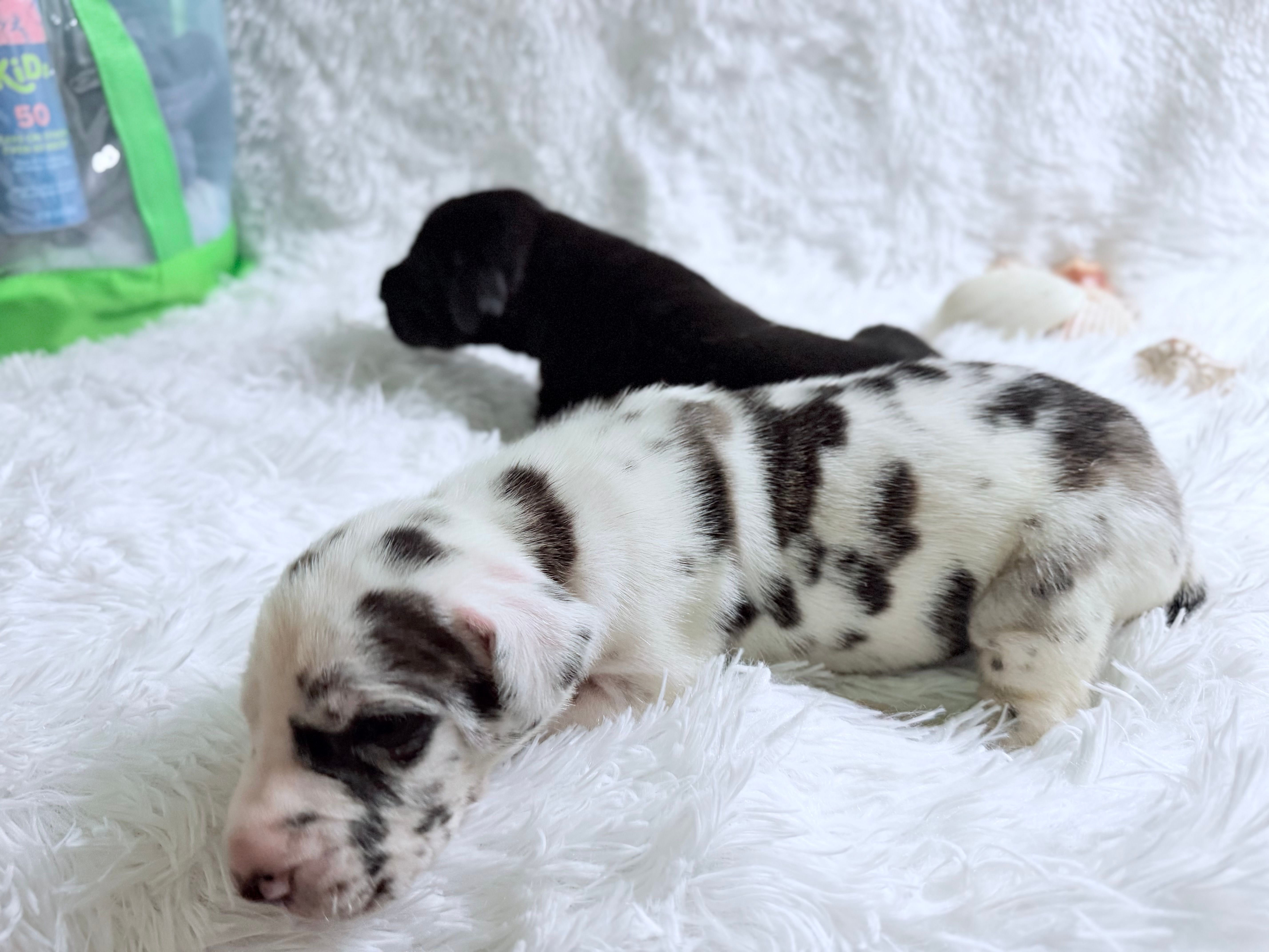 Athena – Great Dane puppy for sale in Montgomery, TX