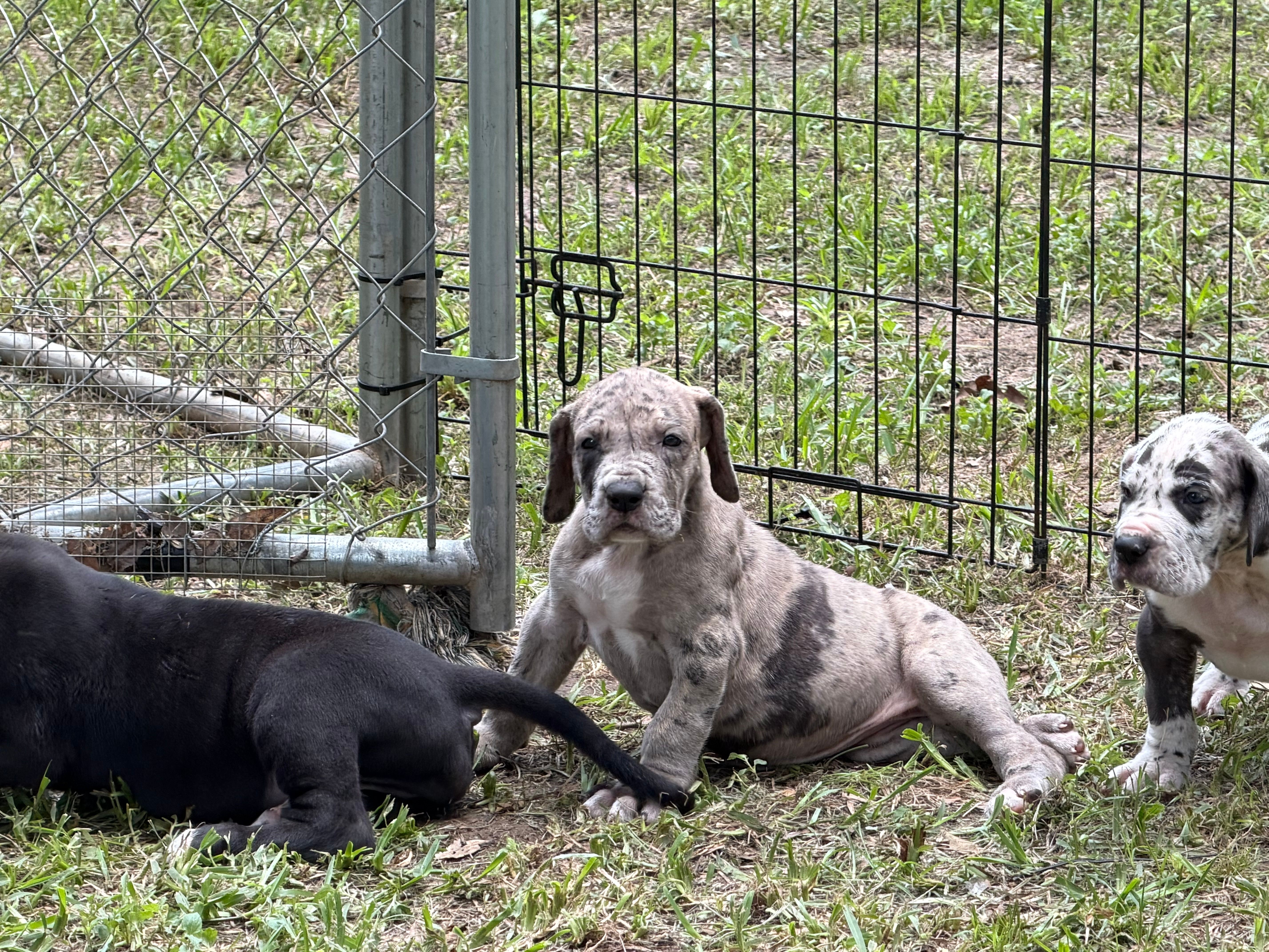 Buckwheat – Great Dane puppy for sale in Montgomery, TX