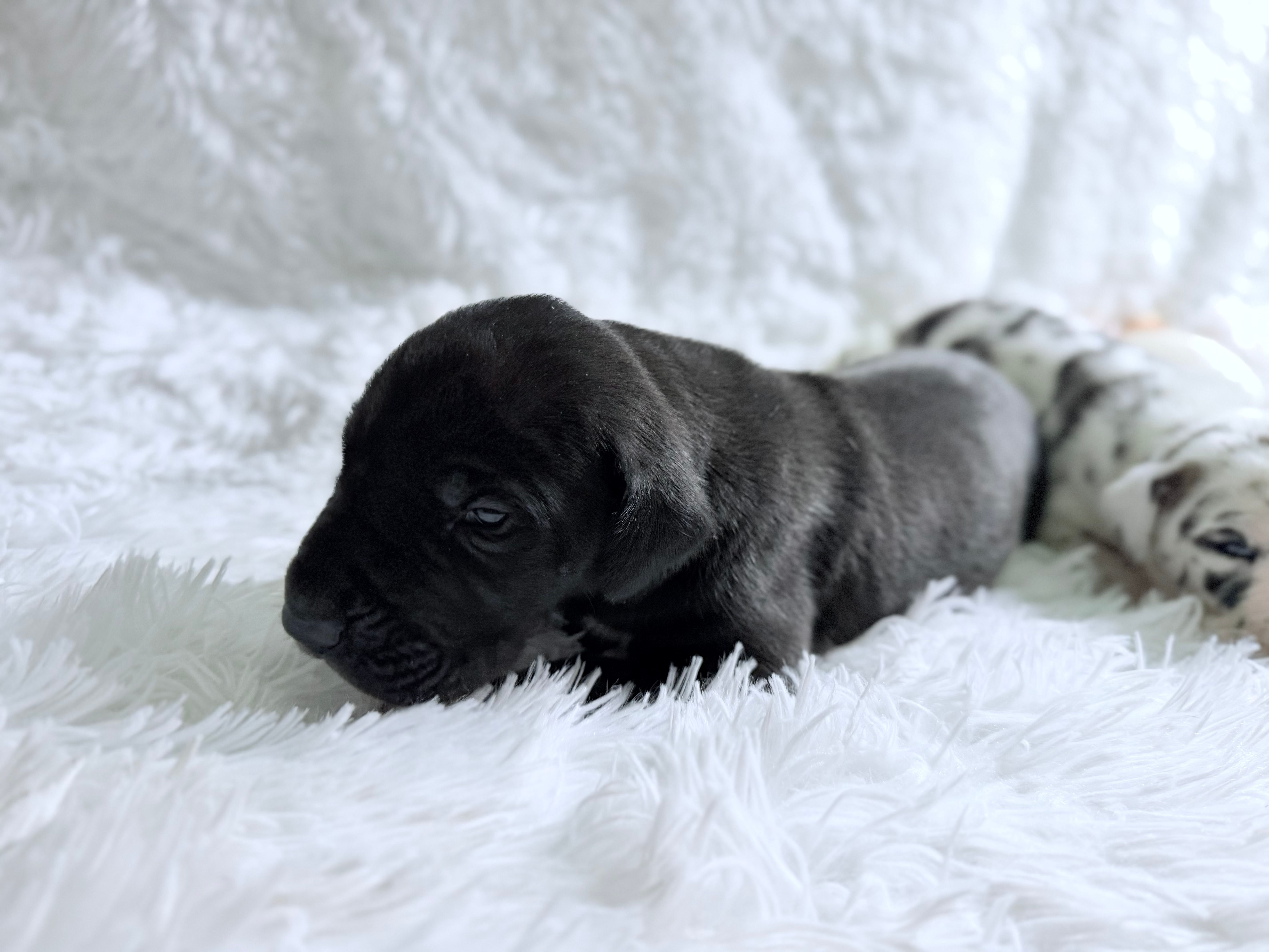 Artemis – Great Dane puppy for sale in Montgomery, TX