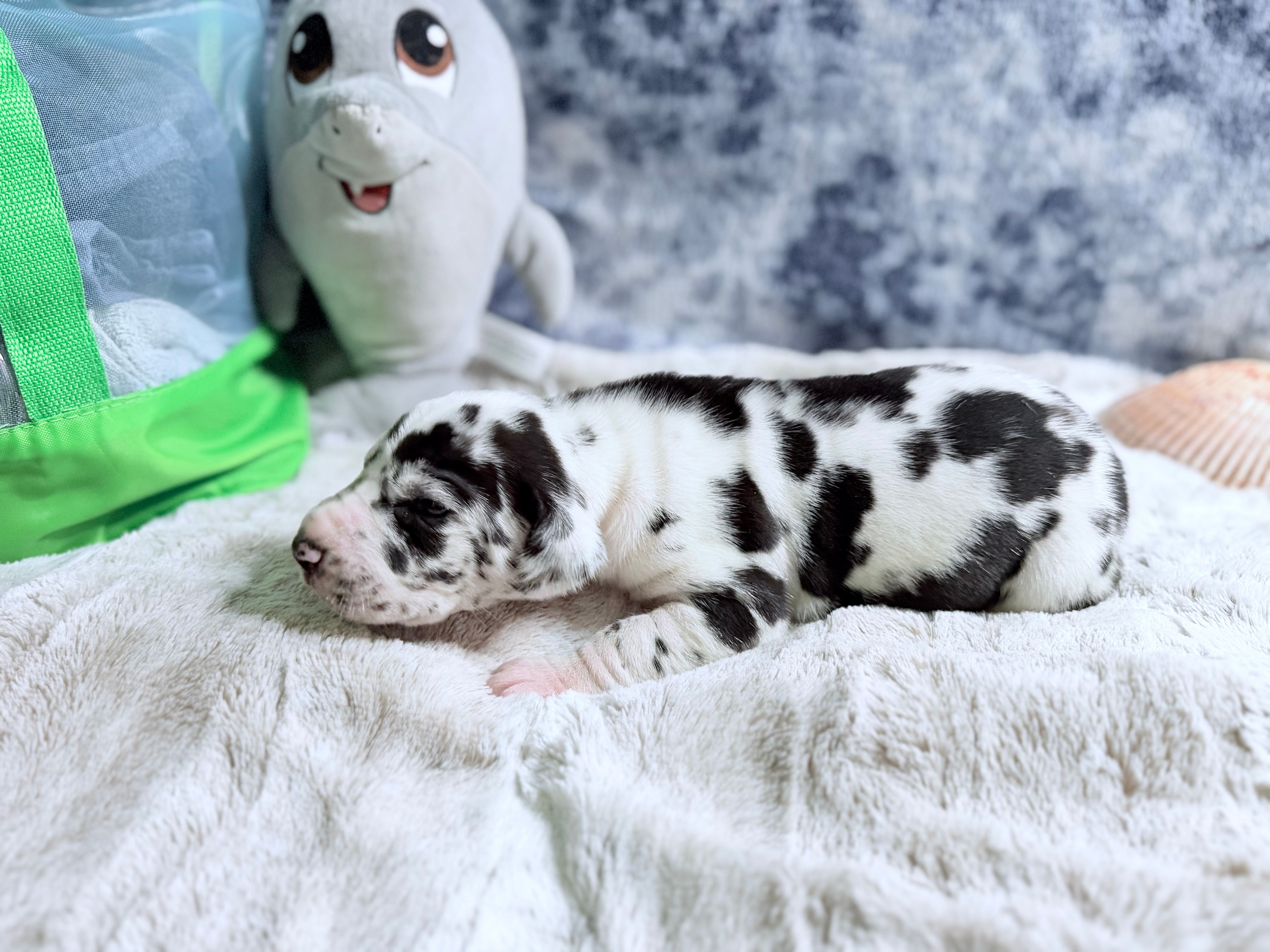 Hera – Great Dane puppy for sale in Montgomery, TX