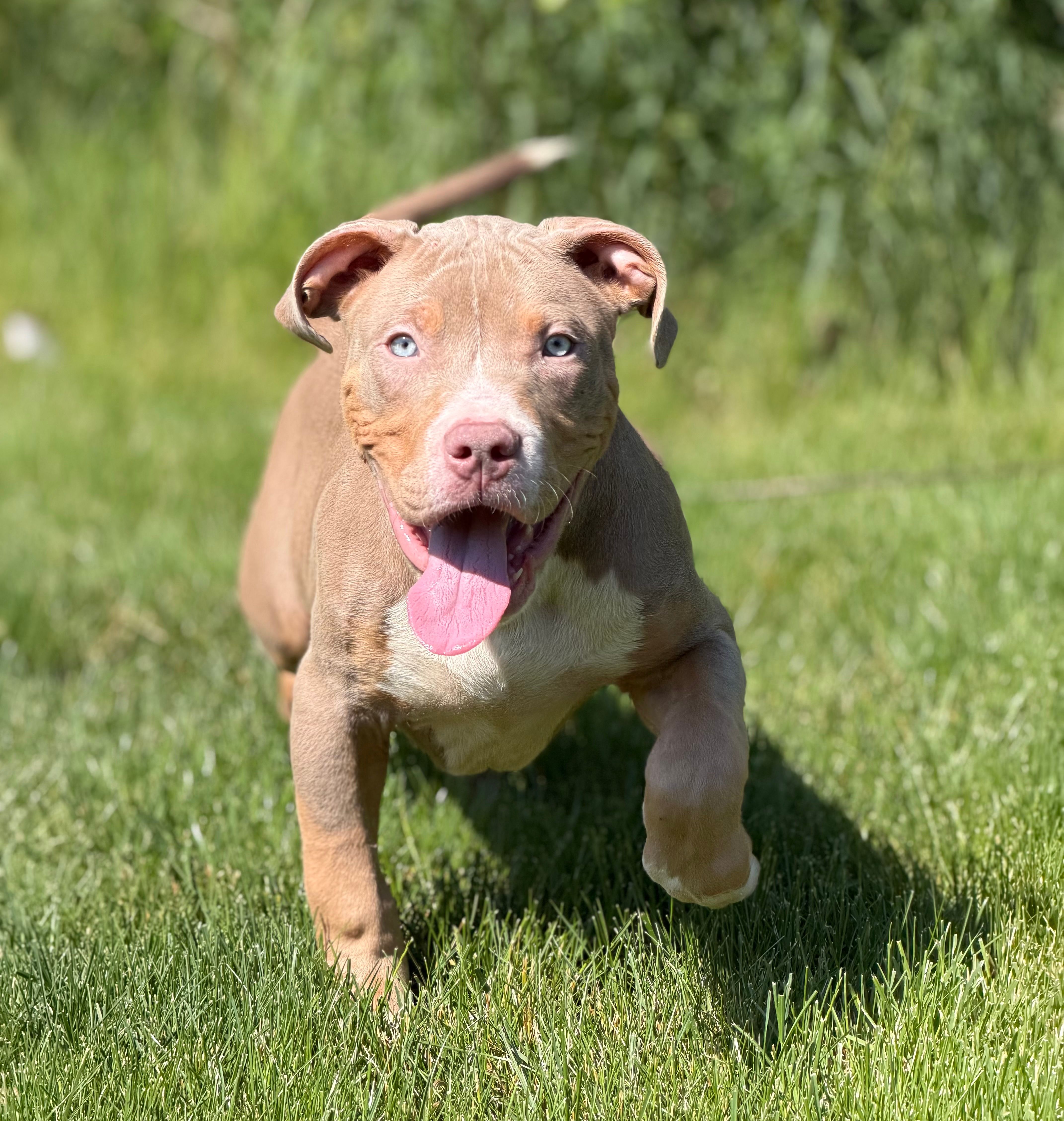 Blue Collar XL American Bully Puppy Male  – American Bully puppy for sale in Columbus, OH