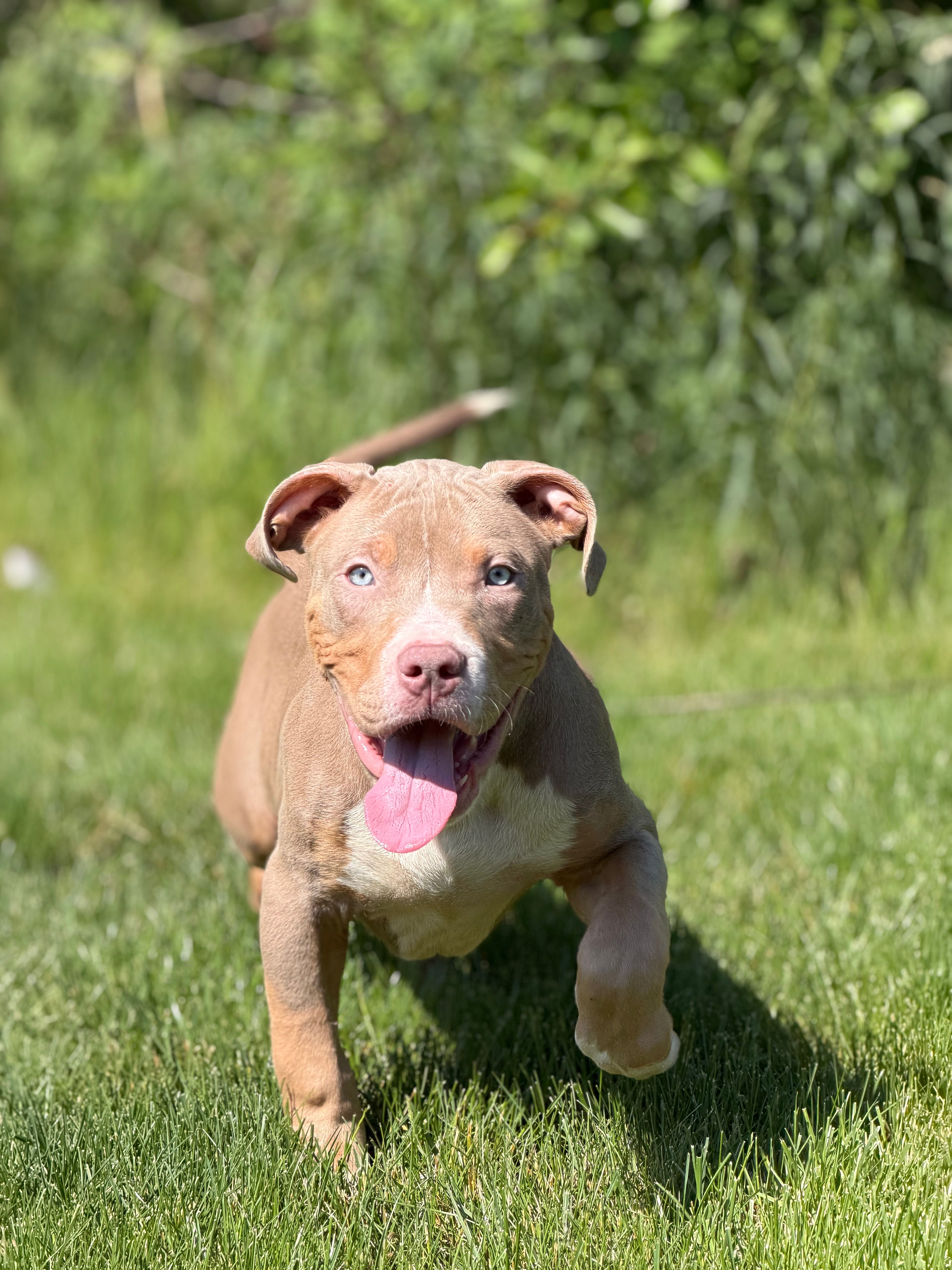 Blue Collar XL American Bully Puppy Male  – American Bully puppy for sale in Columbus, OH