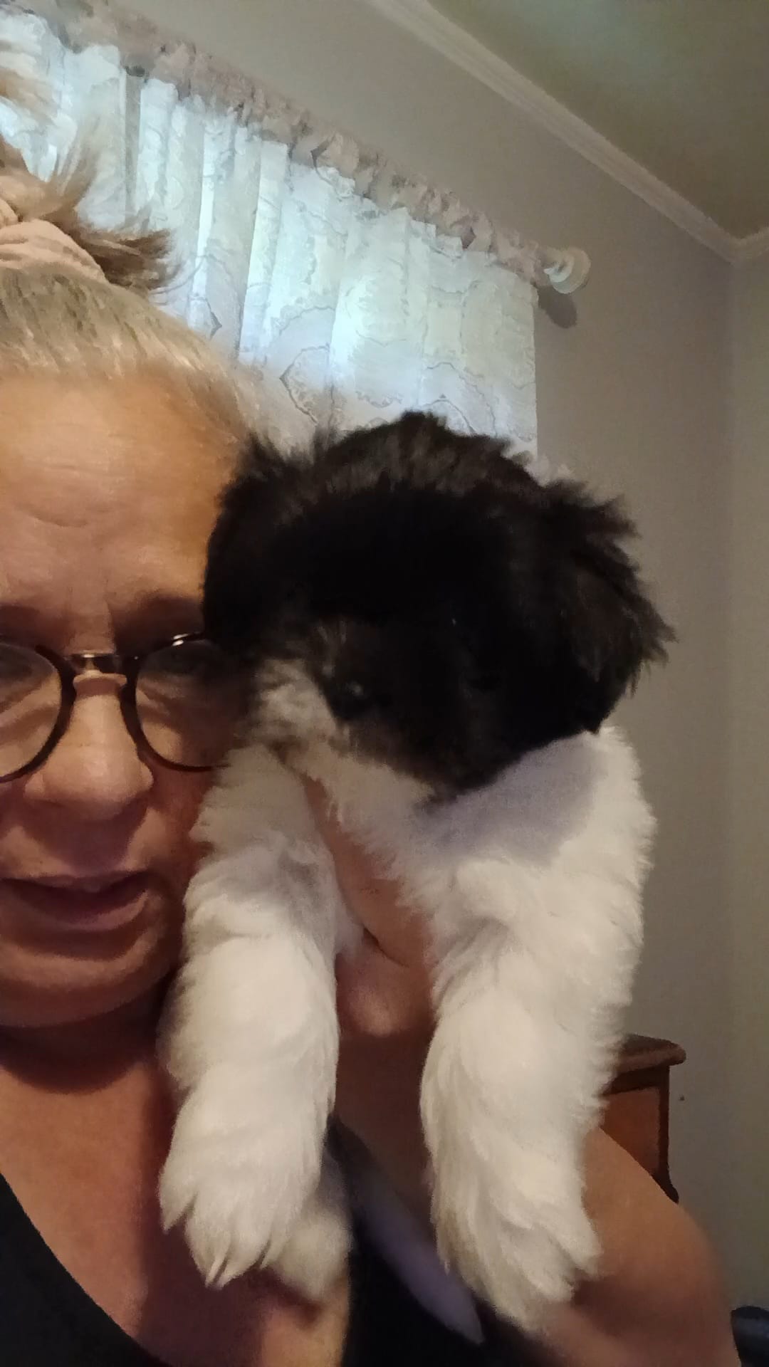 Mabel  – Shih Tzu puppy for sale in Jacksonville, NC