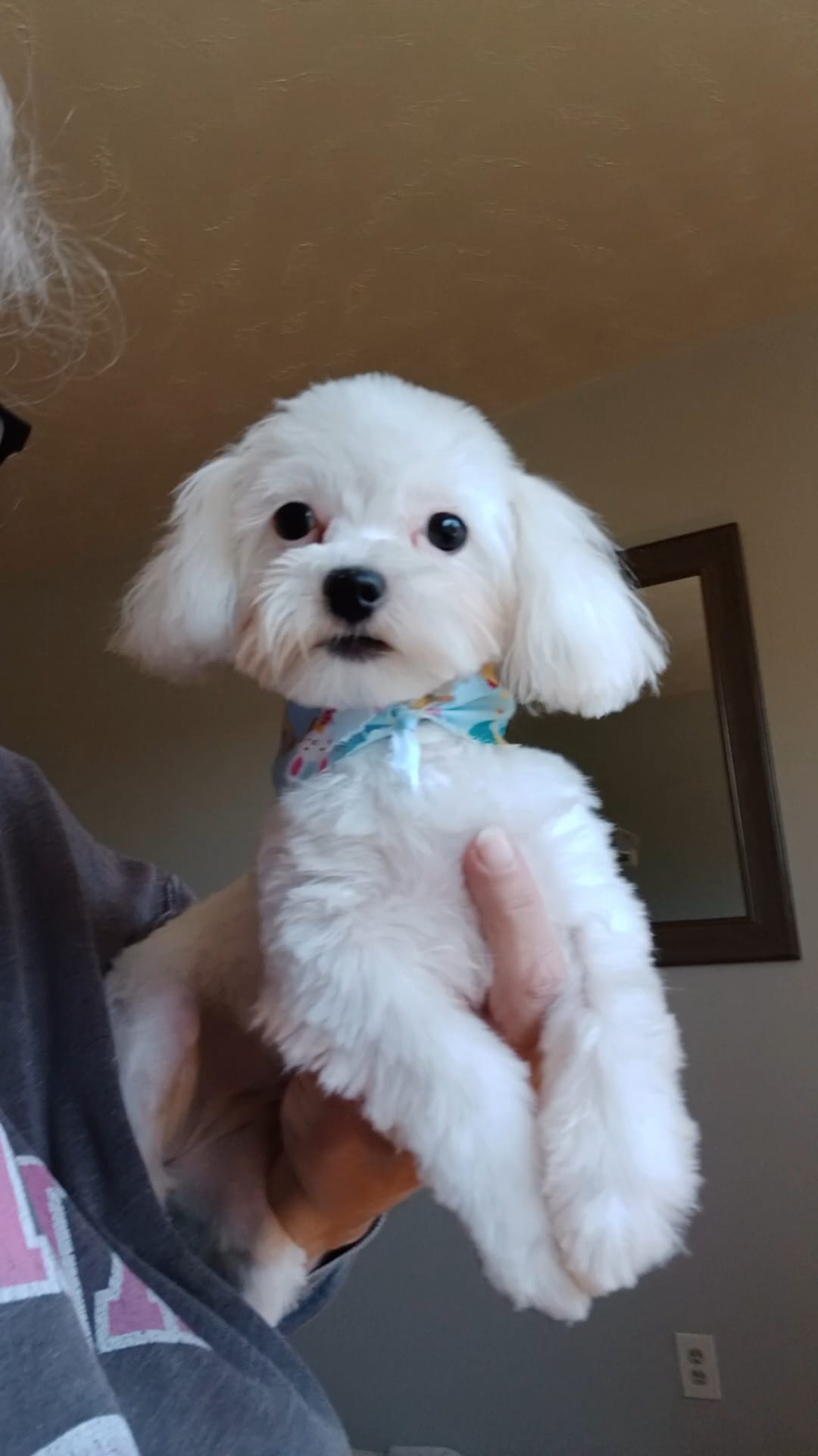 Tiny – Maltipoo puppy for sale in Jacksonville, NC