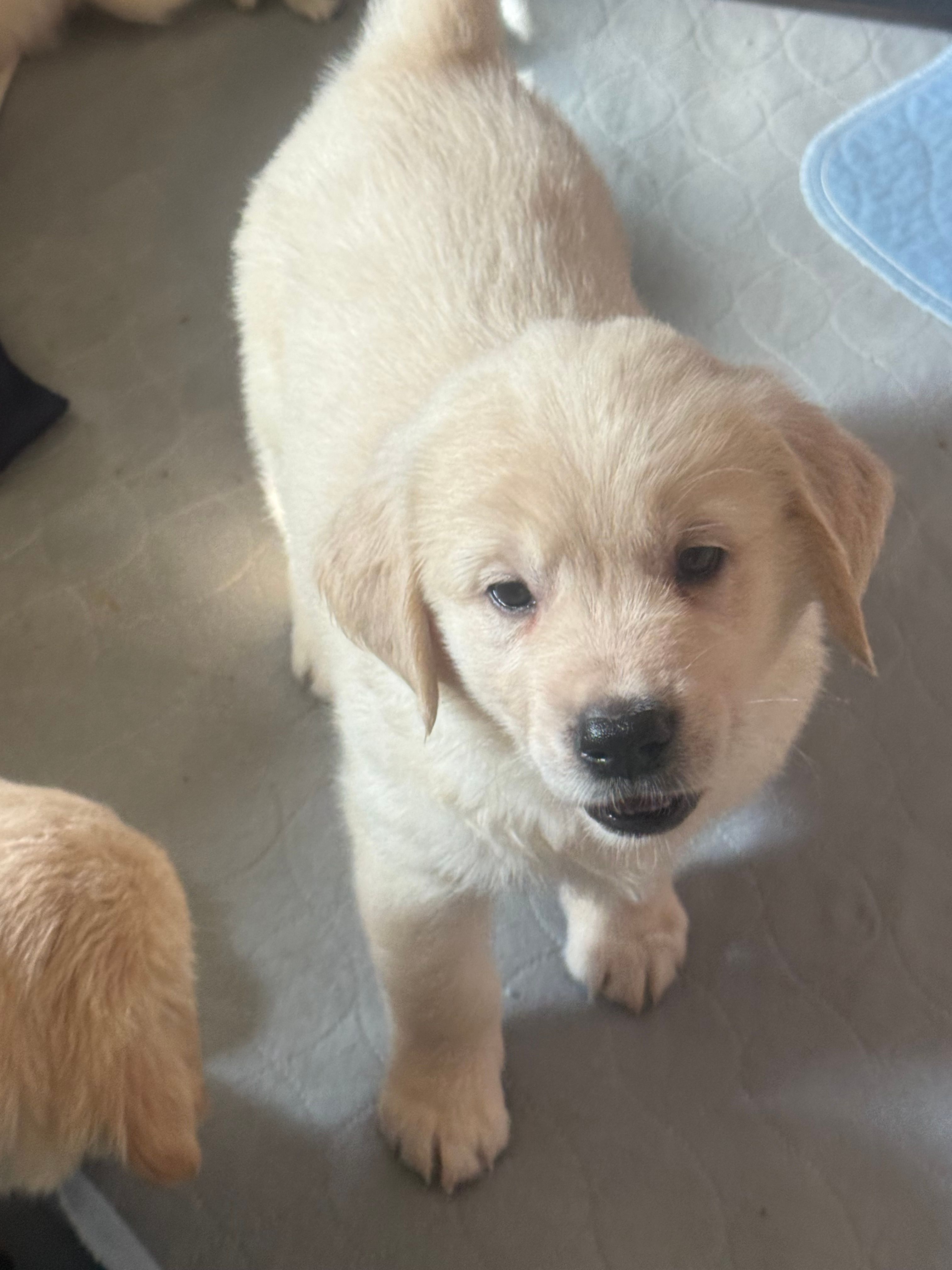 David  – Golden Retriever puppy for sale in Bloomington, CA
