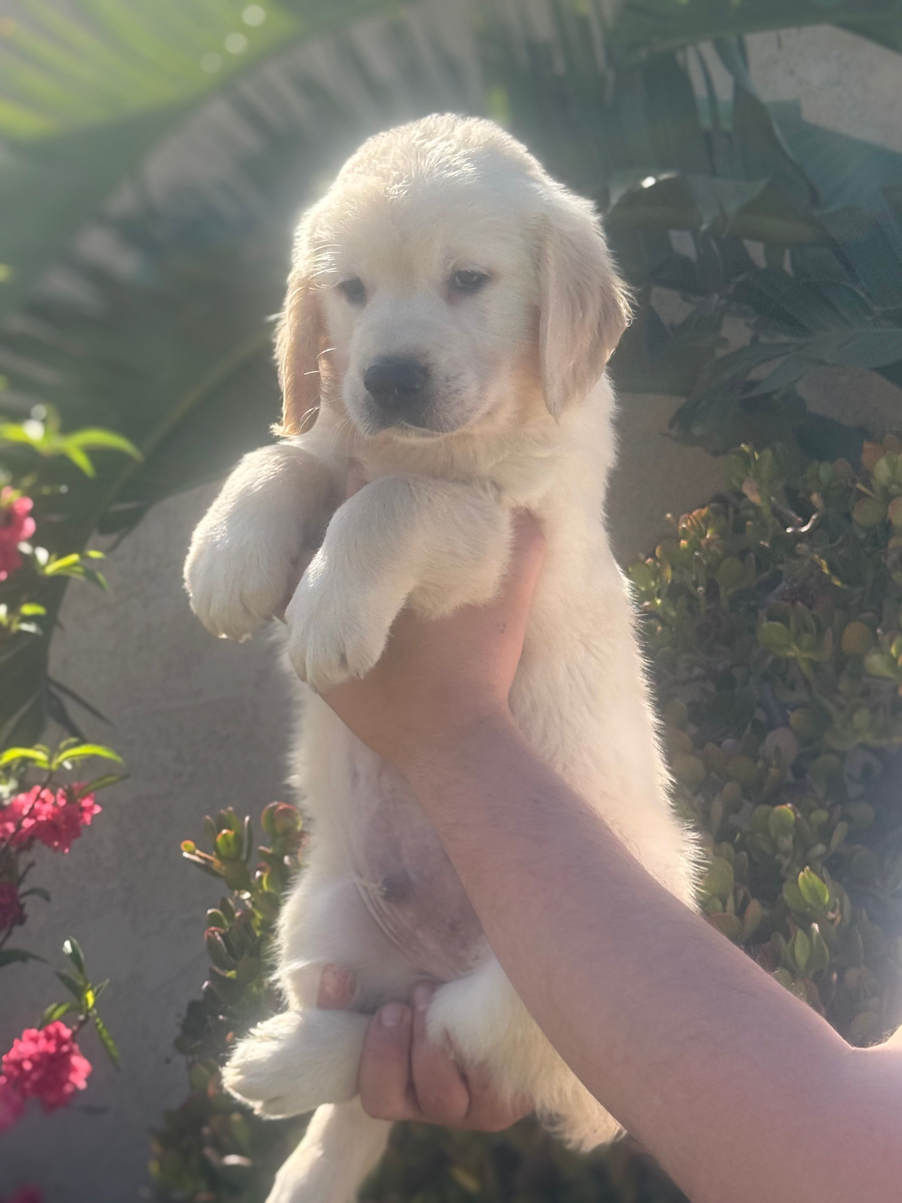 Peter – Golden Retriever puppy for sale in Bloomington, CA
