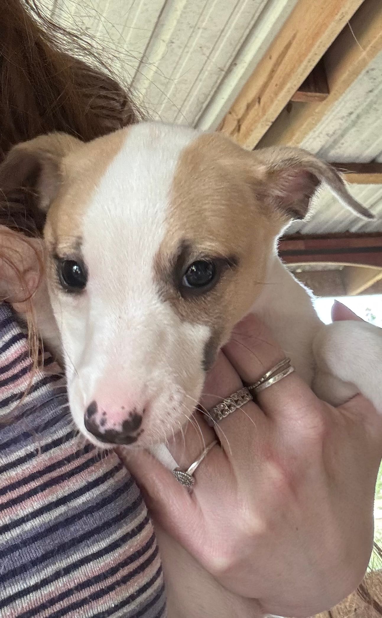 Whipany Spears  – Whippet puppy for sale in Tyler, TX