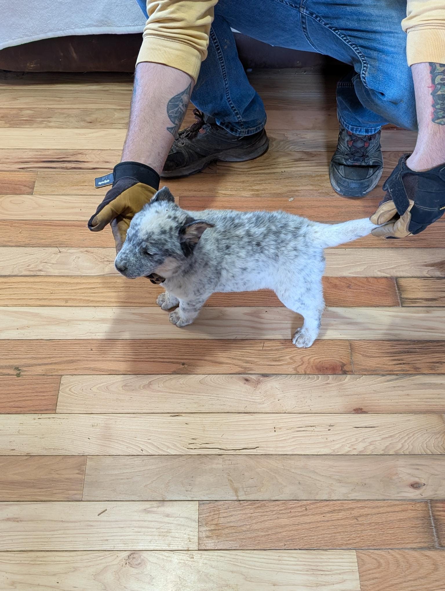 Envy – Australian Cattle Dog puppy for sale in Marion, VA