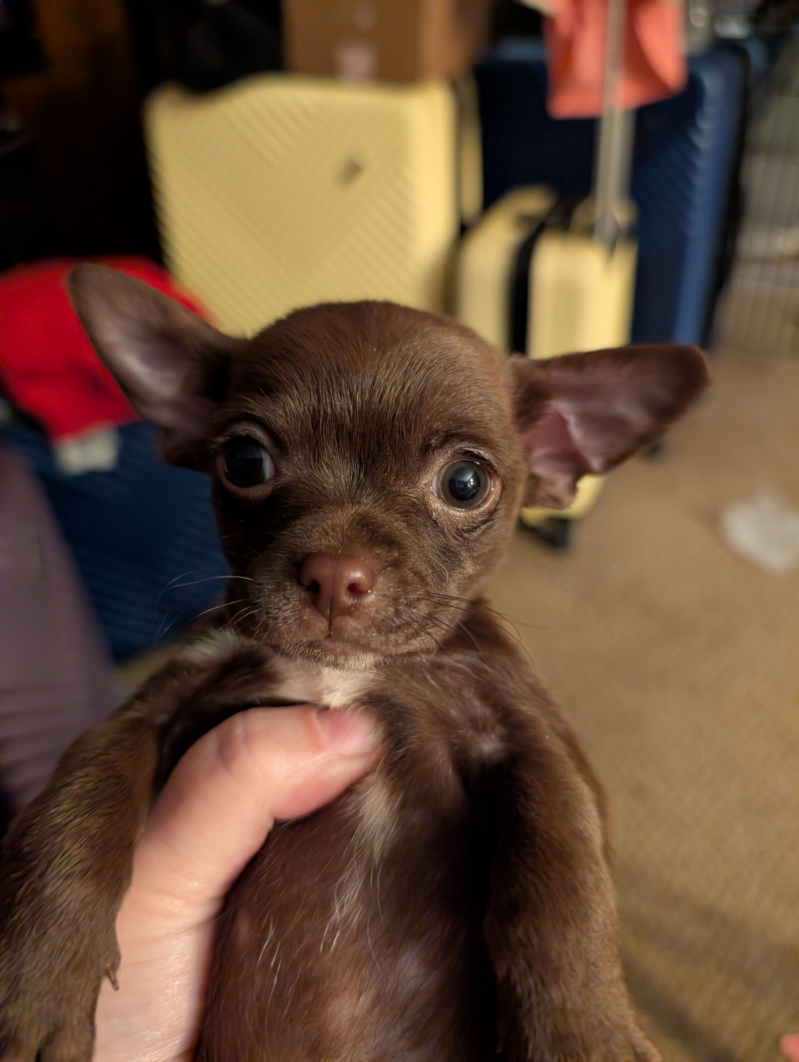 Coco – Chihuahua puppy for sale in Marion, VA