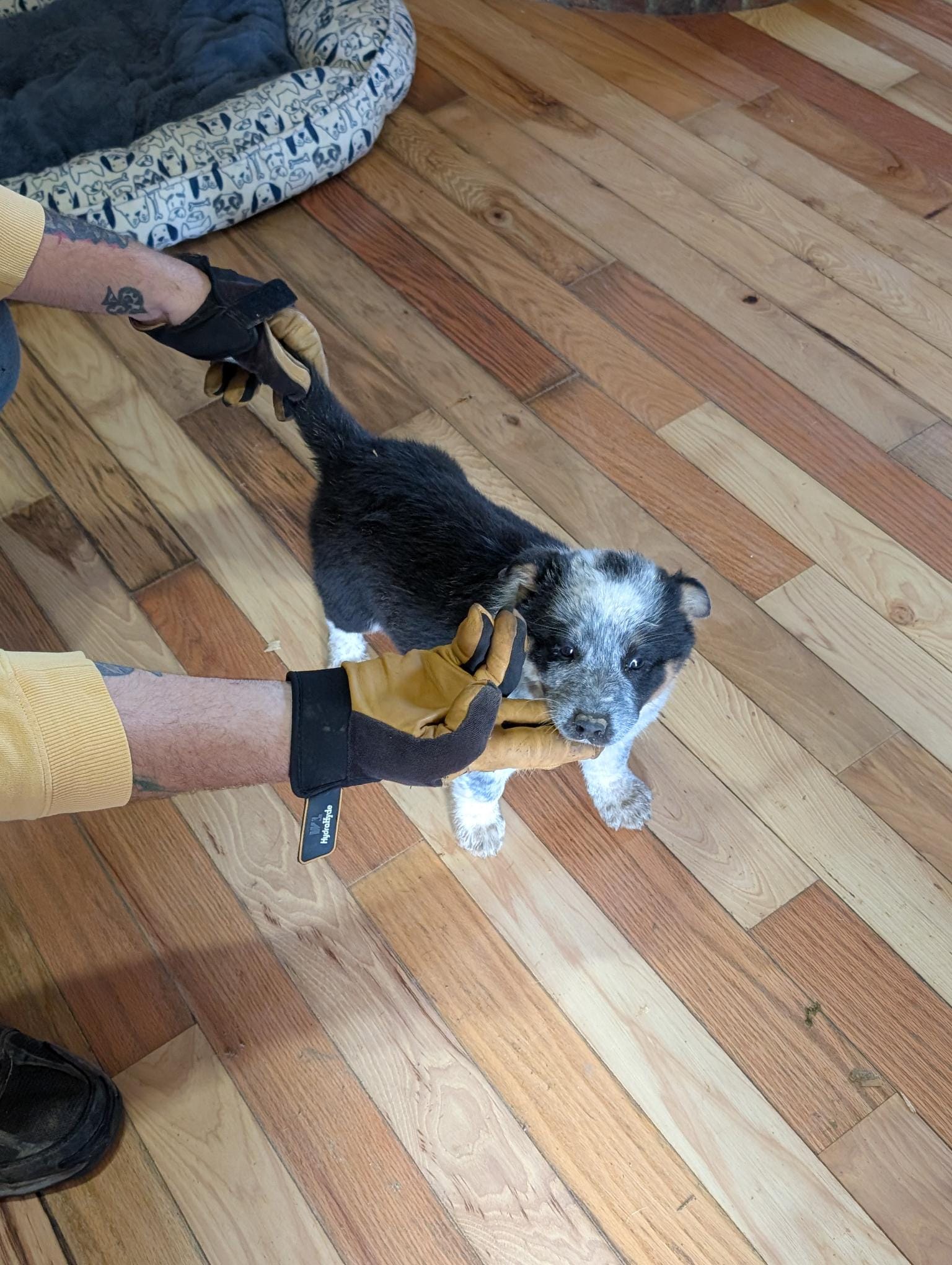 Eve – Australian Cattle Dog puppy for sale in Marion, VA