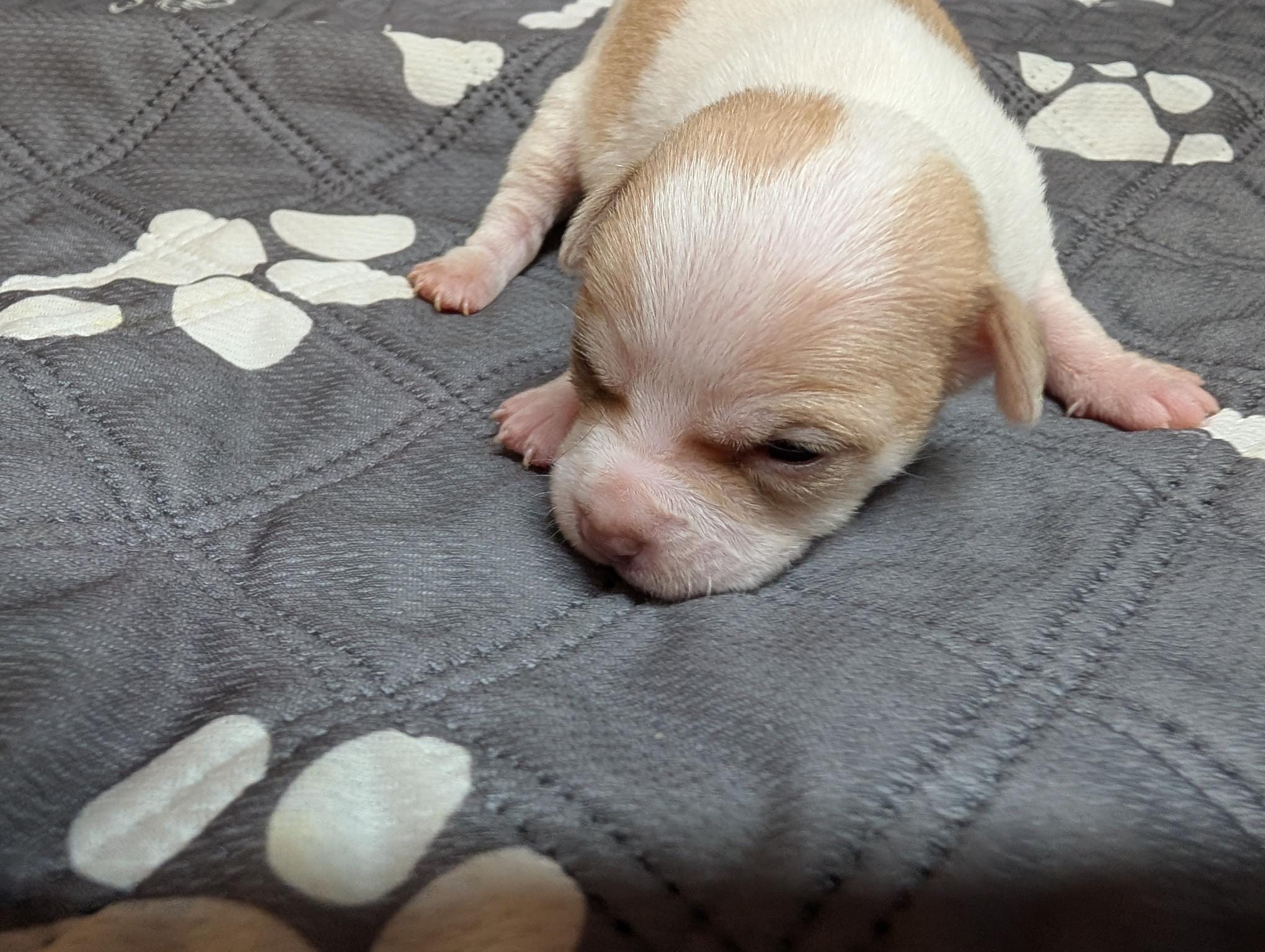 Aimee – Chihuahua puppy for sale in Marion, VA