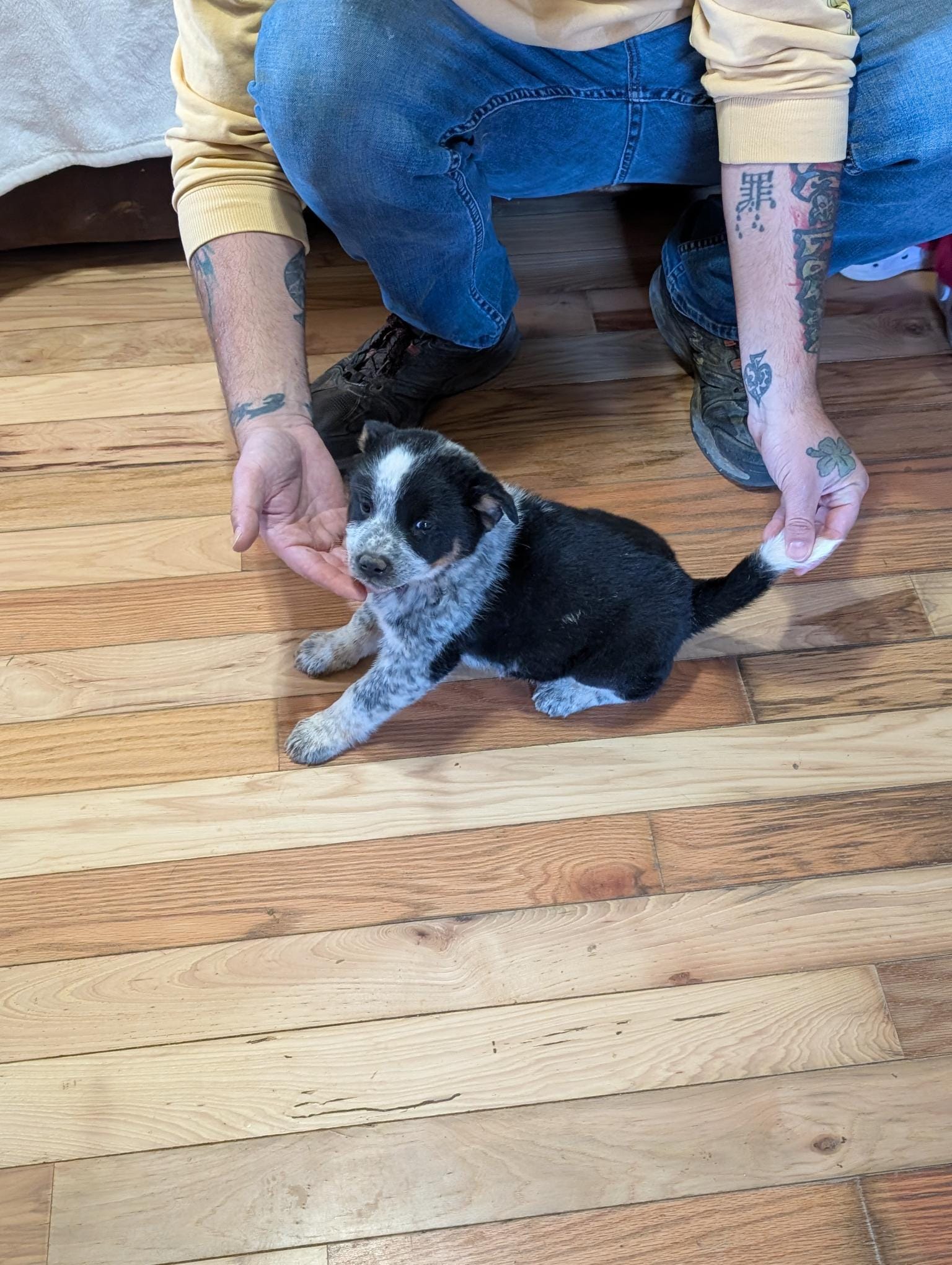 Eleanor – Australian Cattle Dog puppy for sale in Marion, VA