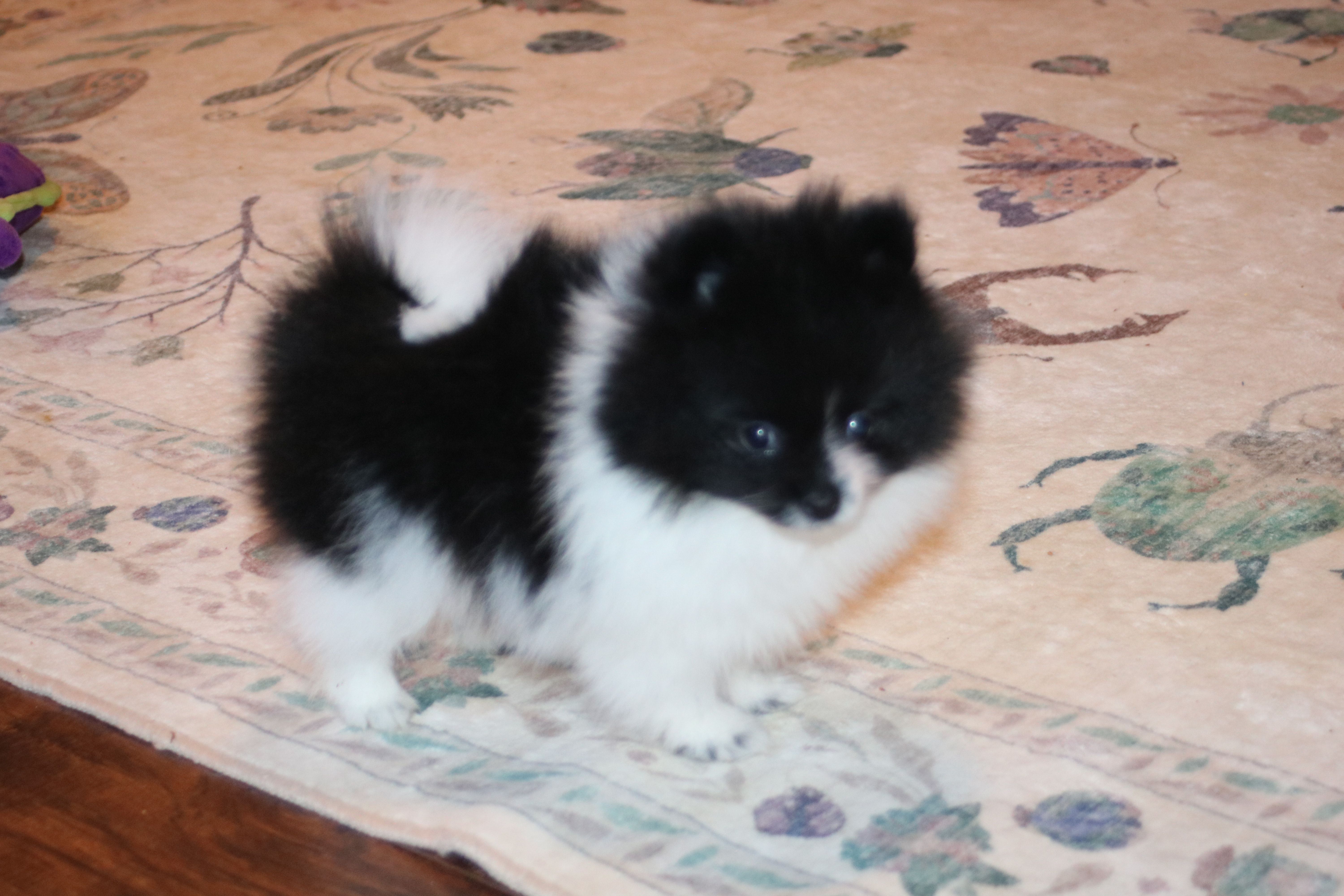 Jess – Pomeranian puppy for sale in Danielsville, GA