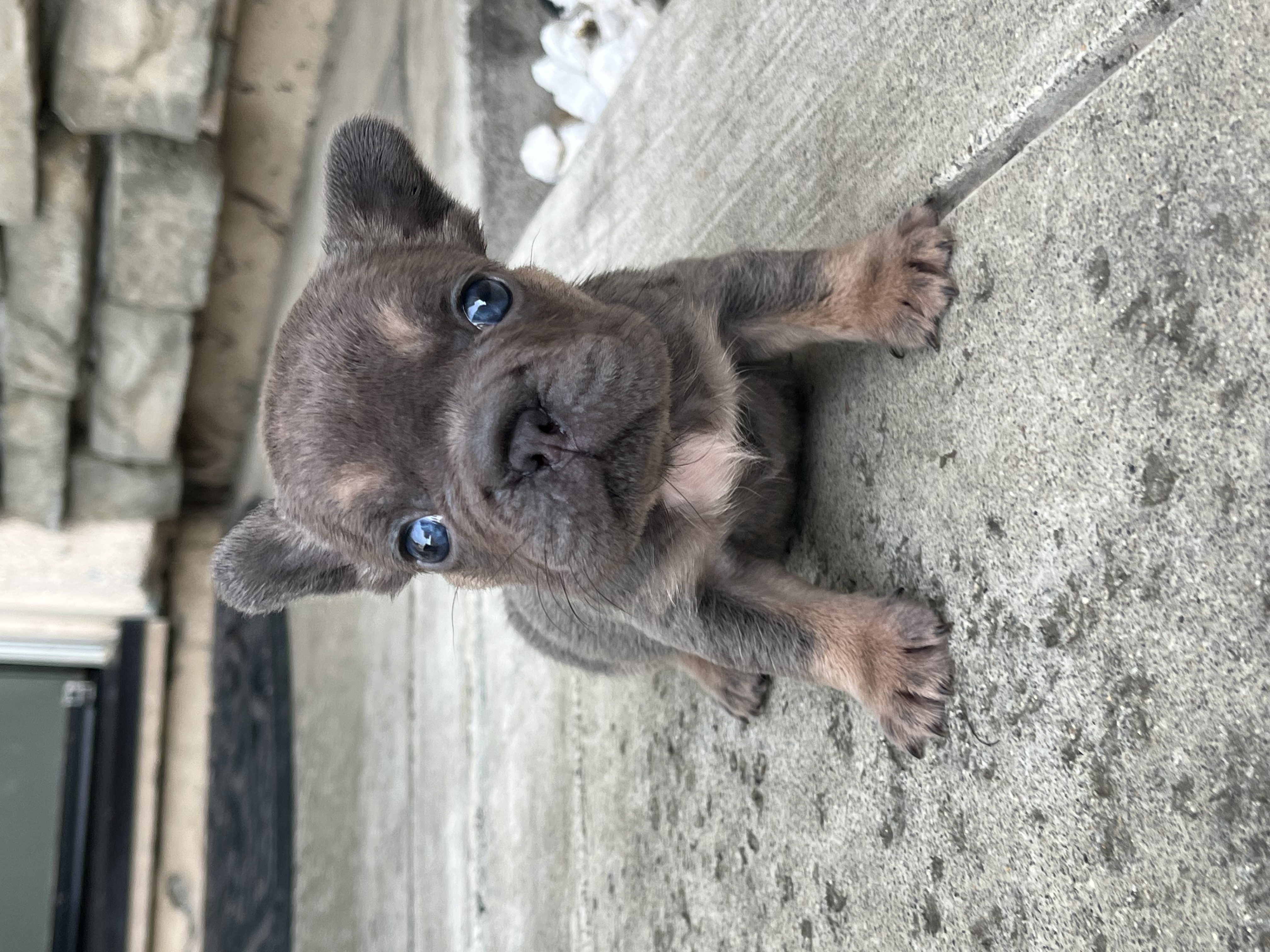 Brandy  – French Bulldog puppy for sale in Merced, CA