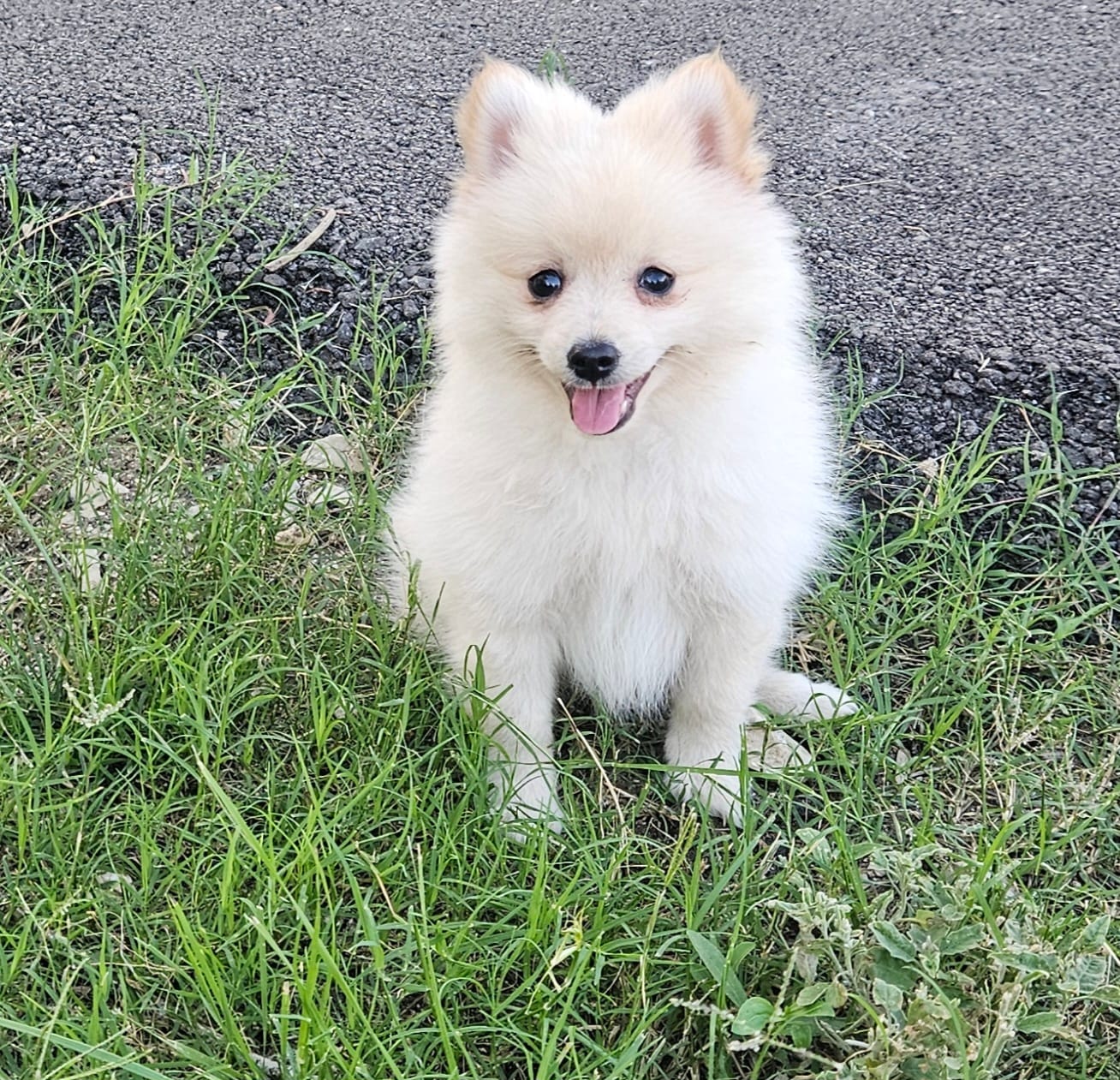 Pomeranian  – Pomeranian puppy for sale in Helotes, TX