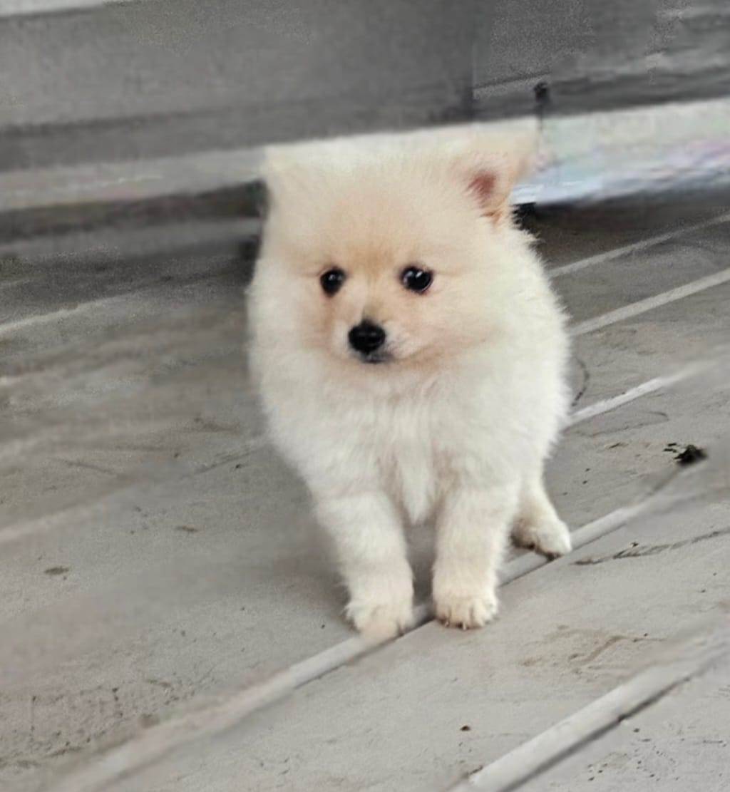 Pomeranian  – Pomeranian puppy for sale in Helotes, TX