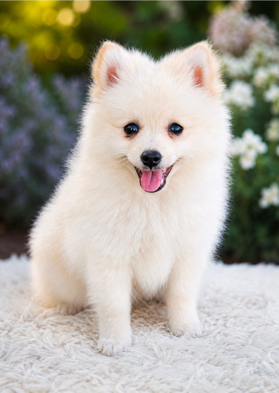 Pomeranian  – Pomeranian puppy for sale in Helotes, TX