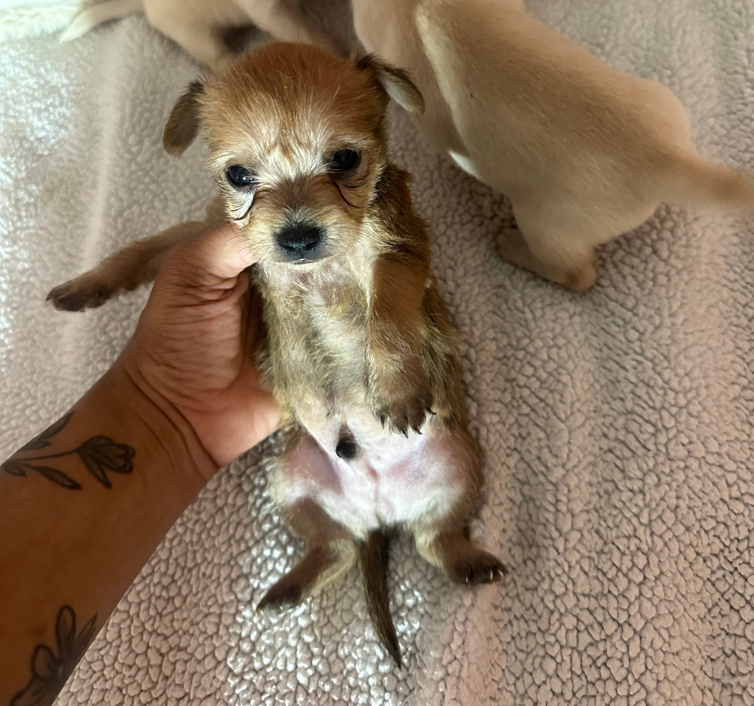 Prince – Chipoo puppy for sale in Orlando, FL