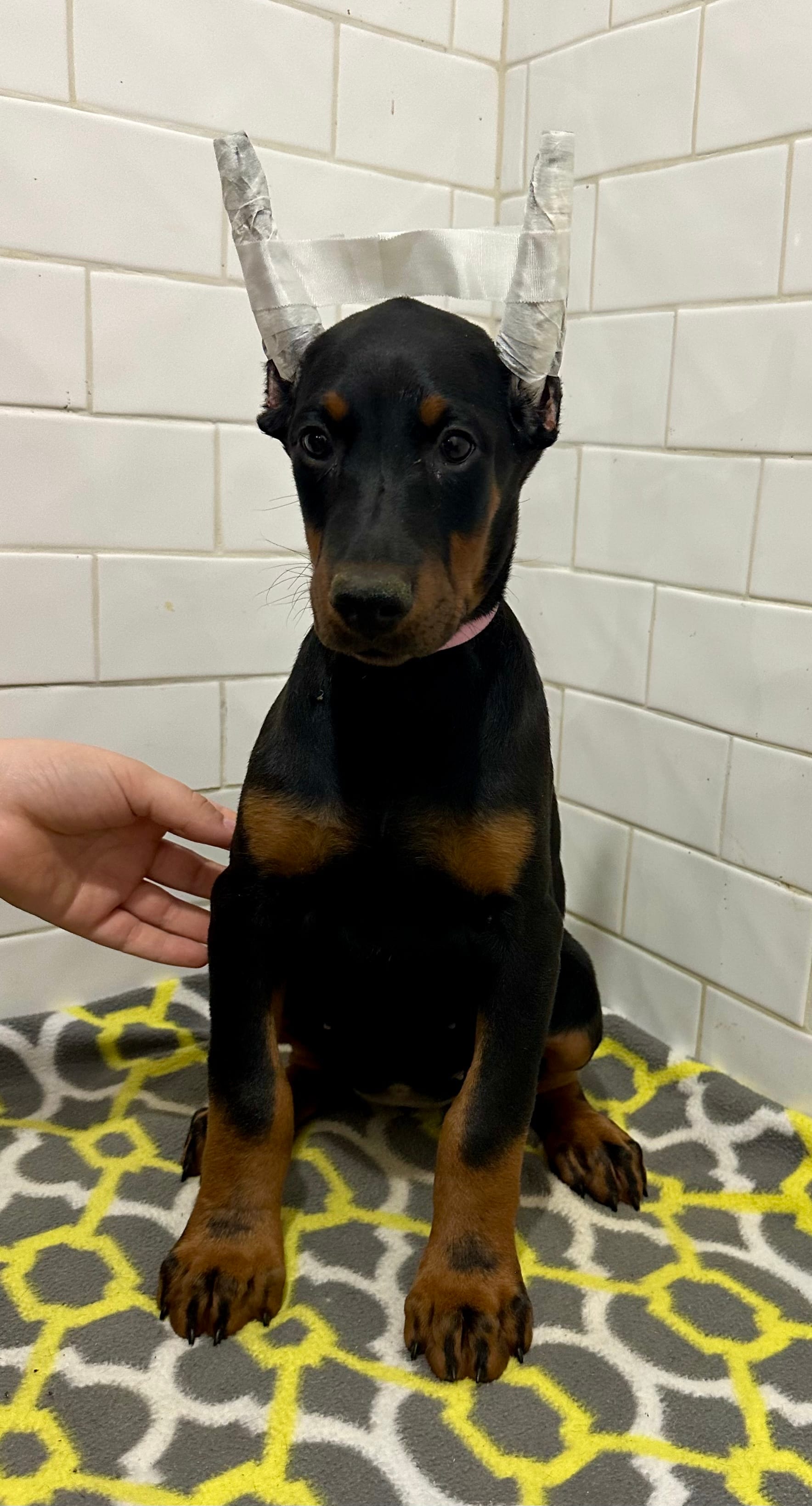 Bayley  – Doberman Pinscher puppy for sale in Reeds Spring, MO