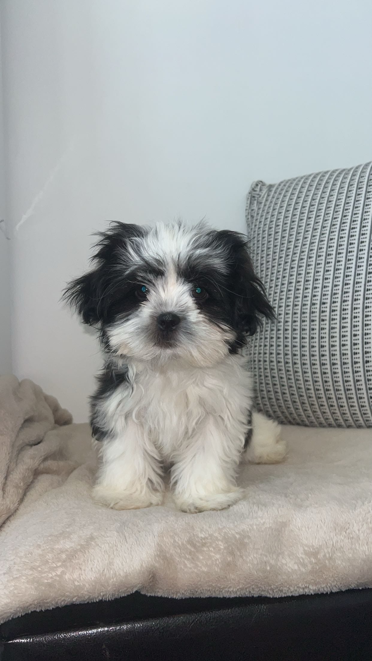 Tux  – Mal Shi puppy for sale in Greenville, SC