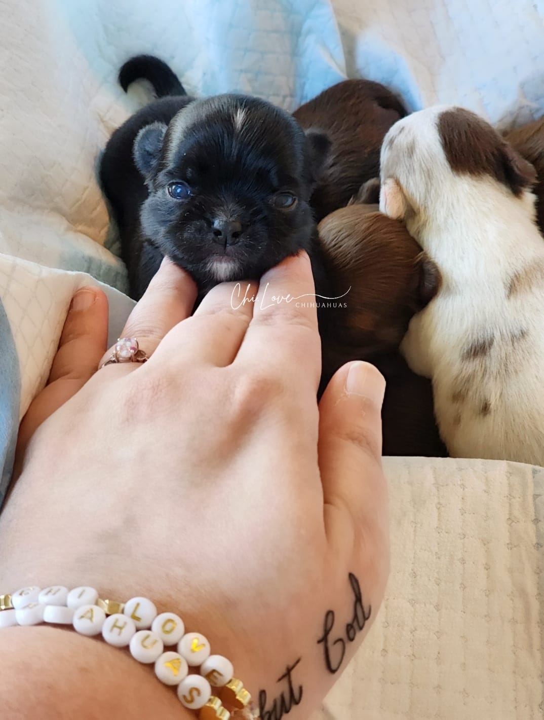 Axel  – Chihuahua puppy for sale in Red Rock, AZ