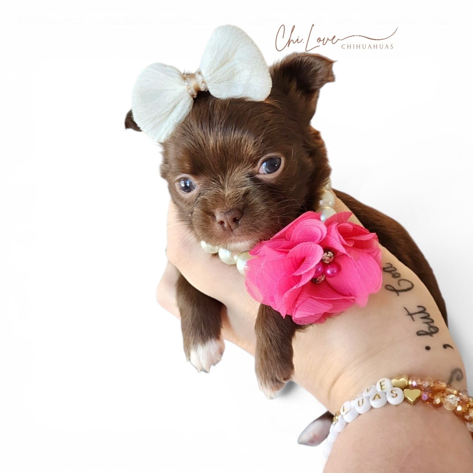 Avery  – Chihuahua puppy for sale in Red Rock, AZ