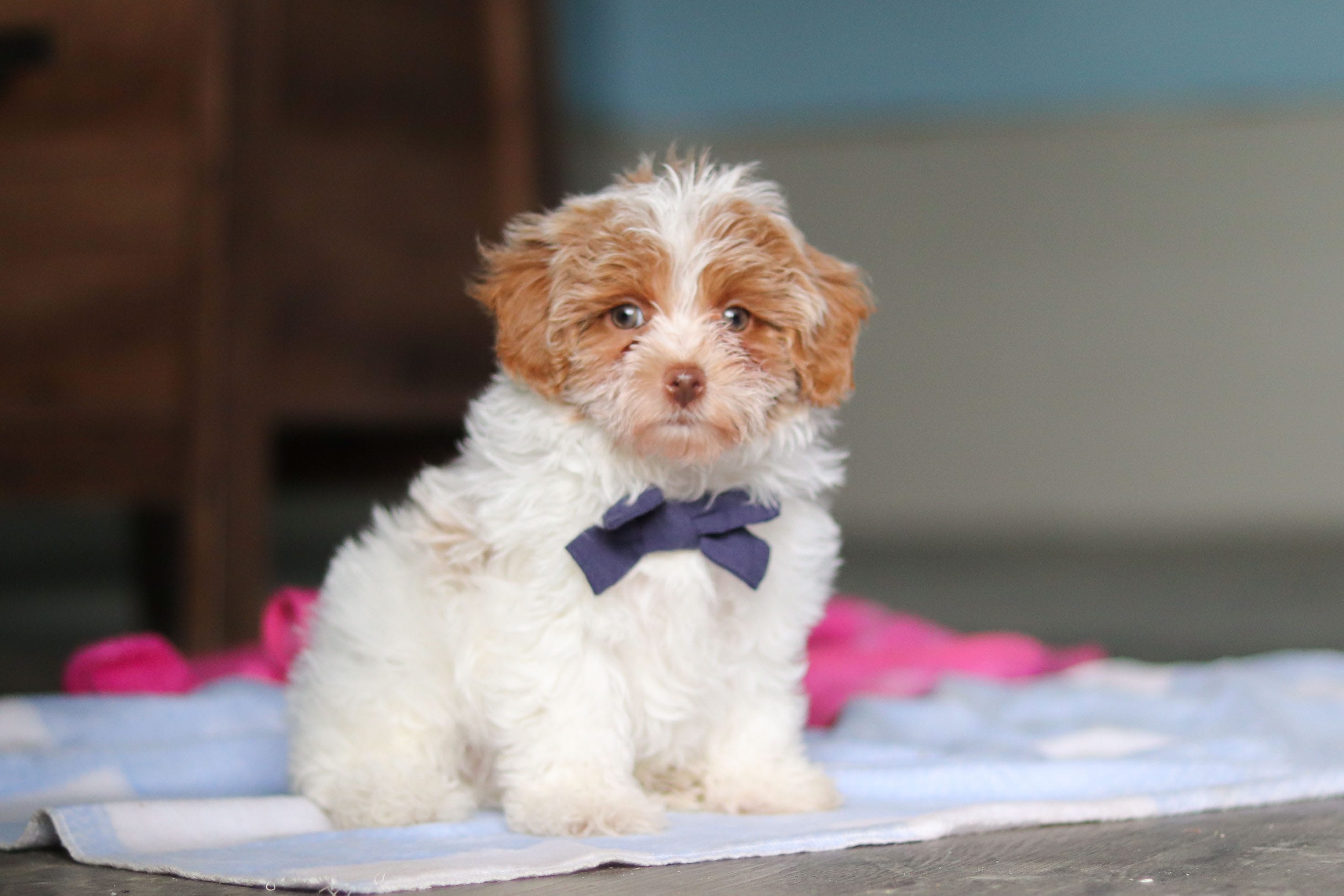Teddy – Havanese, Maltese puppy for sale in Millersburg, OH