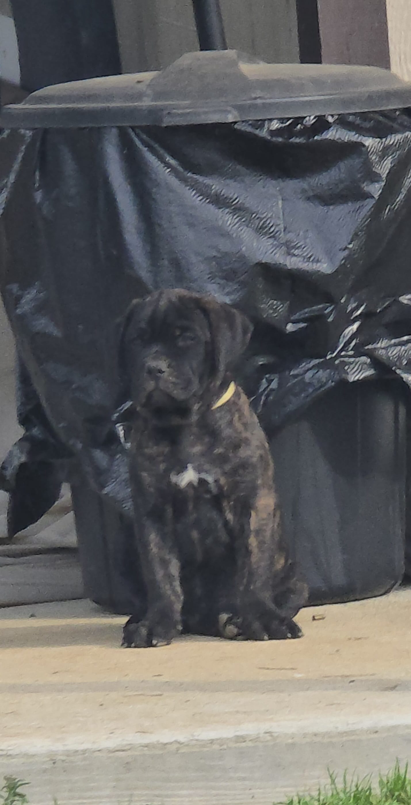 T Bone – Bullmastiff, Cane Corso puppy for sale in Sanford, NC