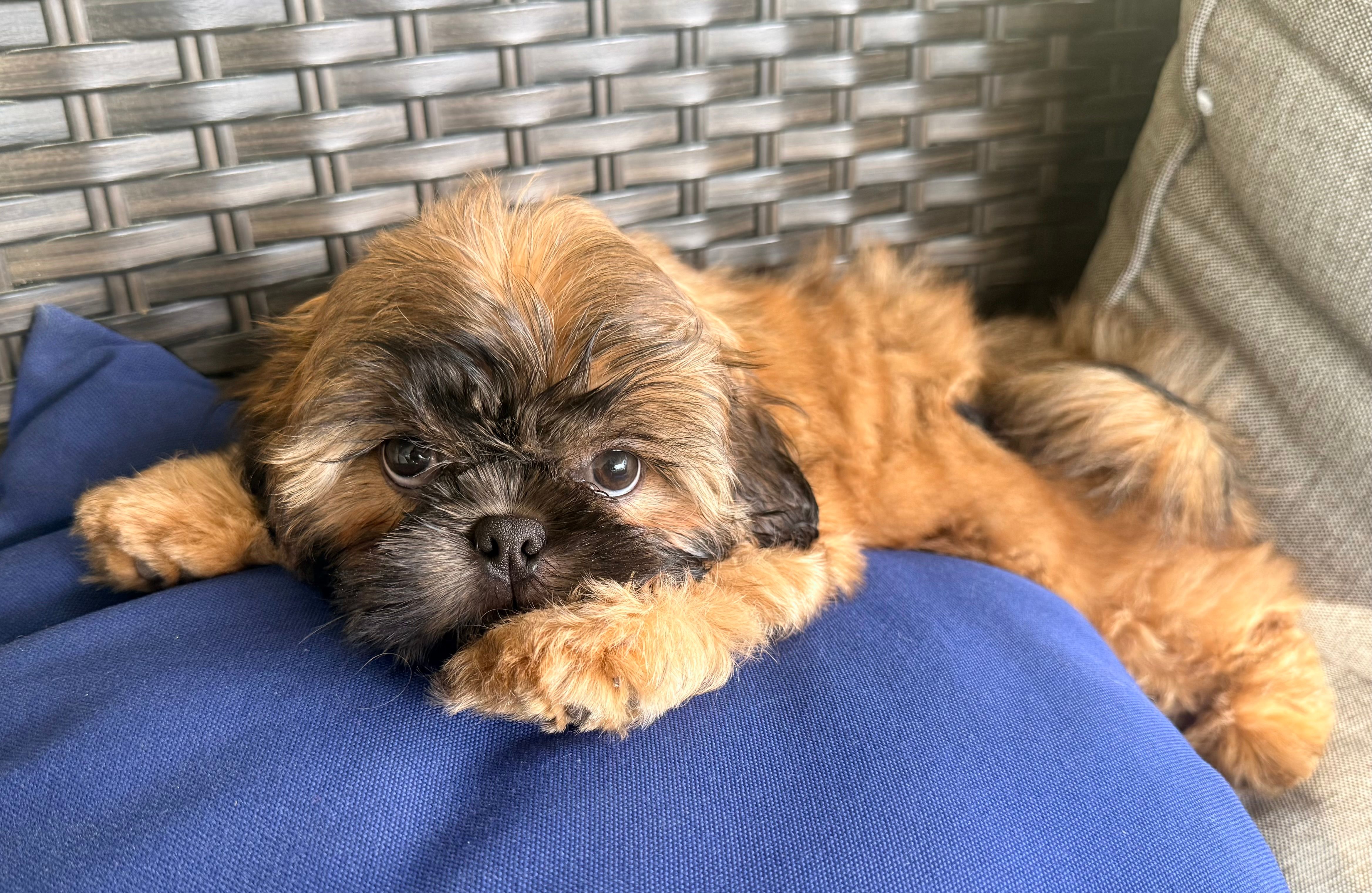 Tucker – Shih Tzu puppy for sale in Covington, LA