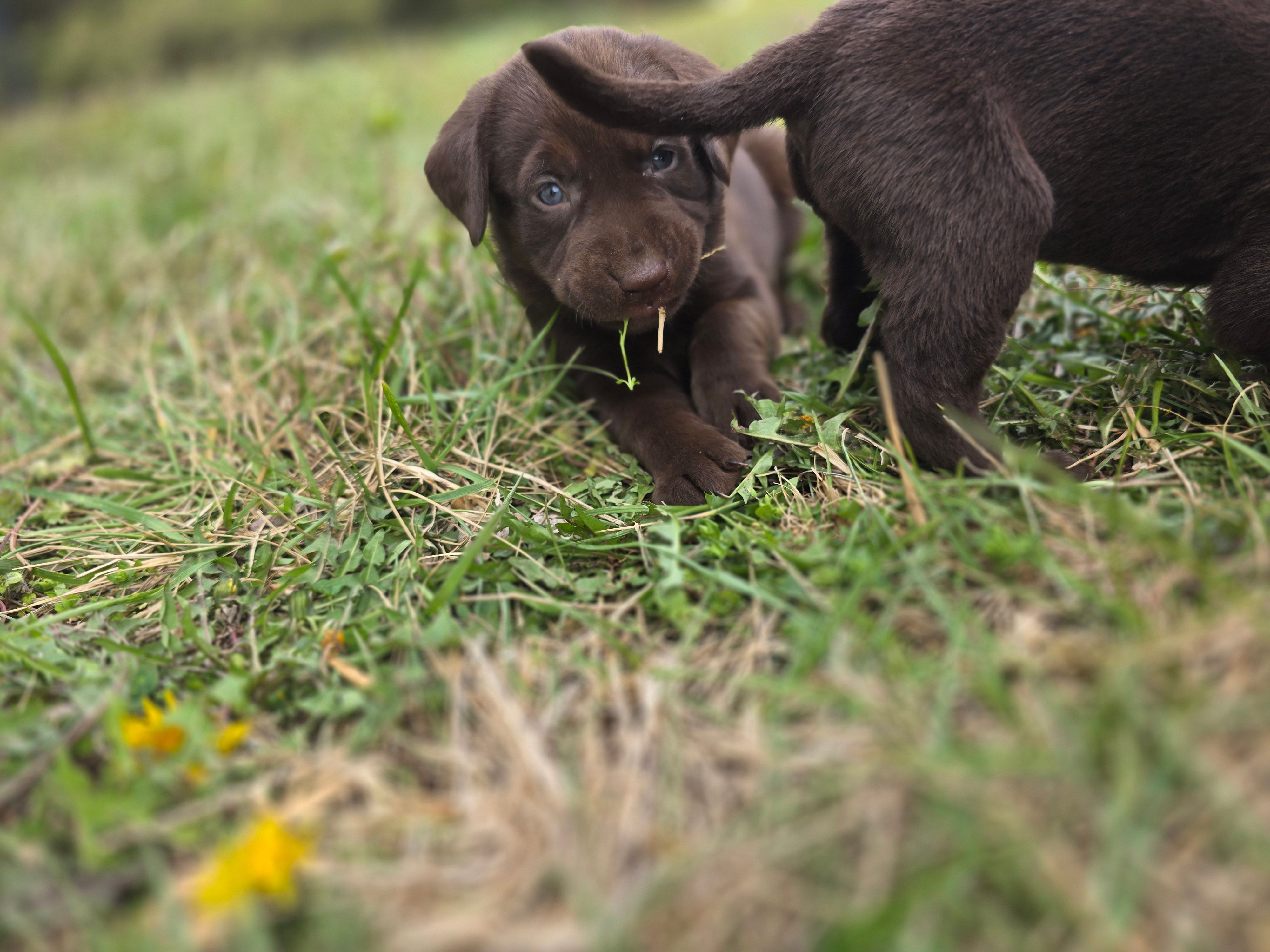 luna – Labrador Retriever puppy for sale in Burchard, NE