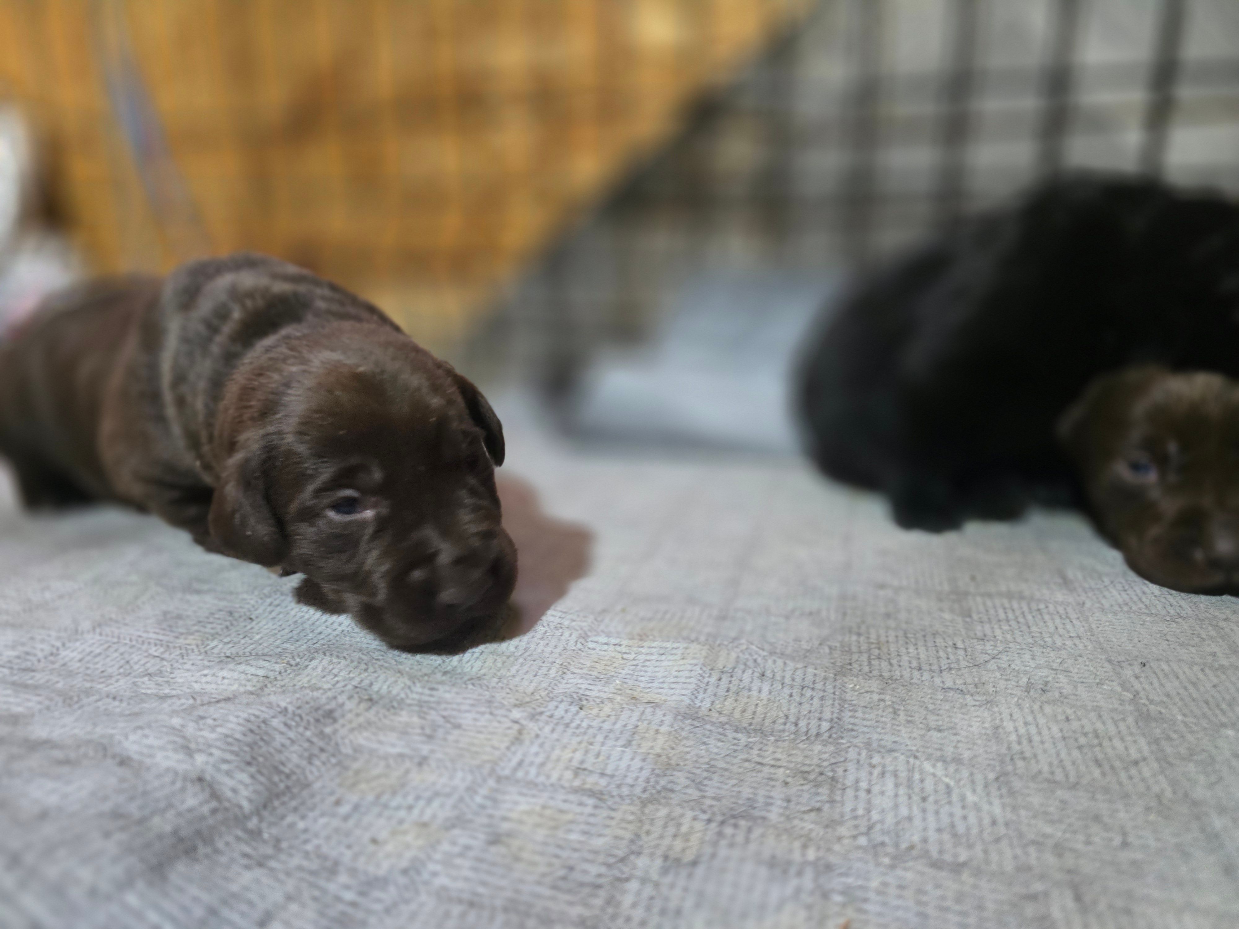 togo – Labrador Retriever puppy for sale in Burchard, NE