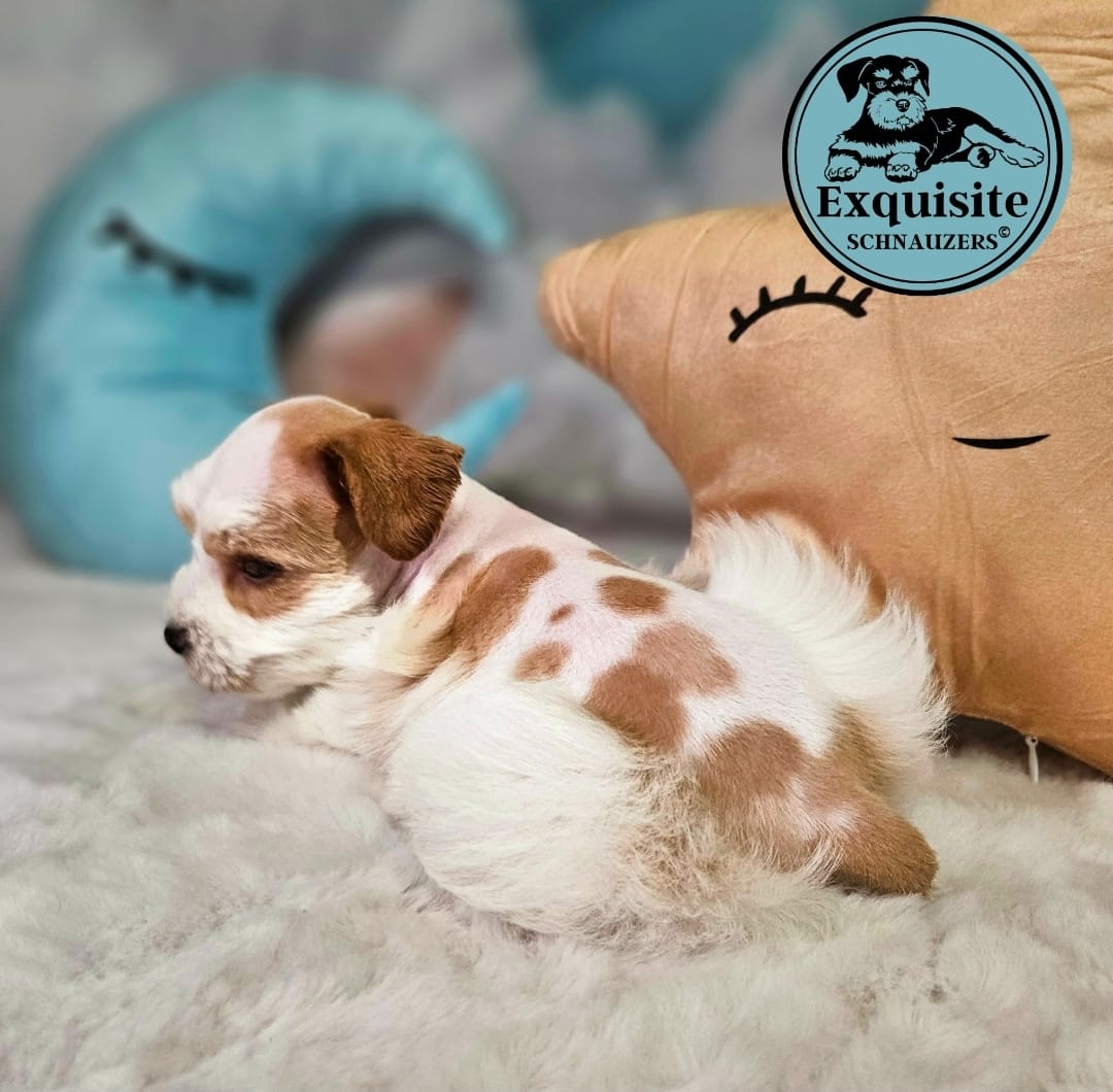 Prince – Miniature Schnauzer puppy for sale in Orlando, FL