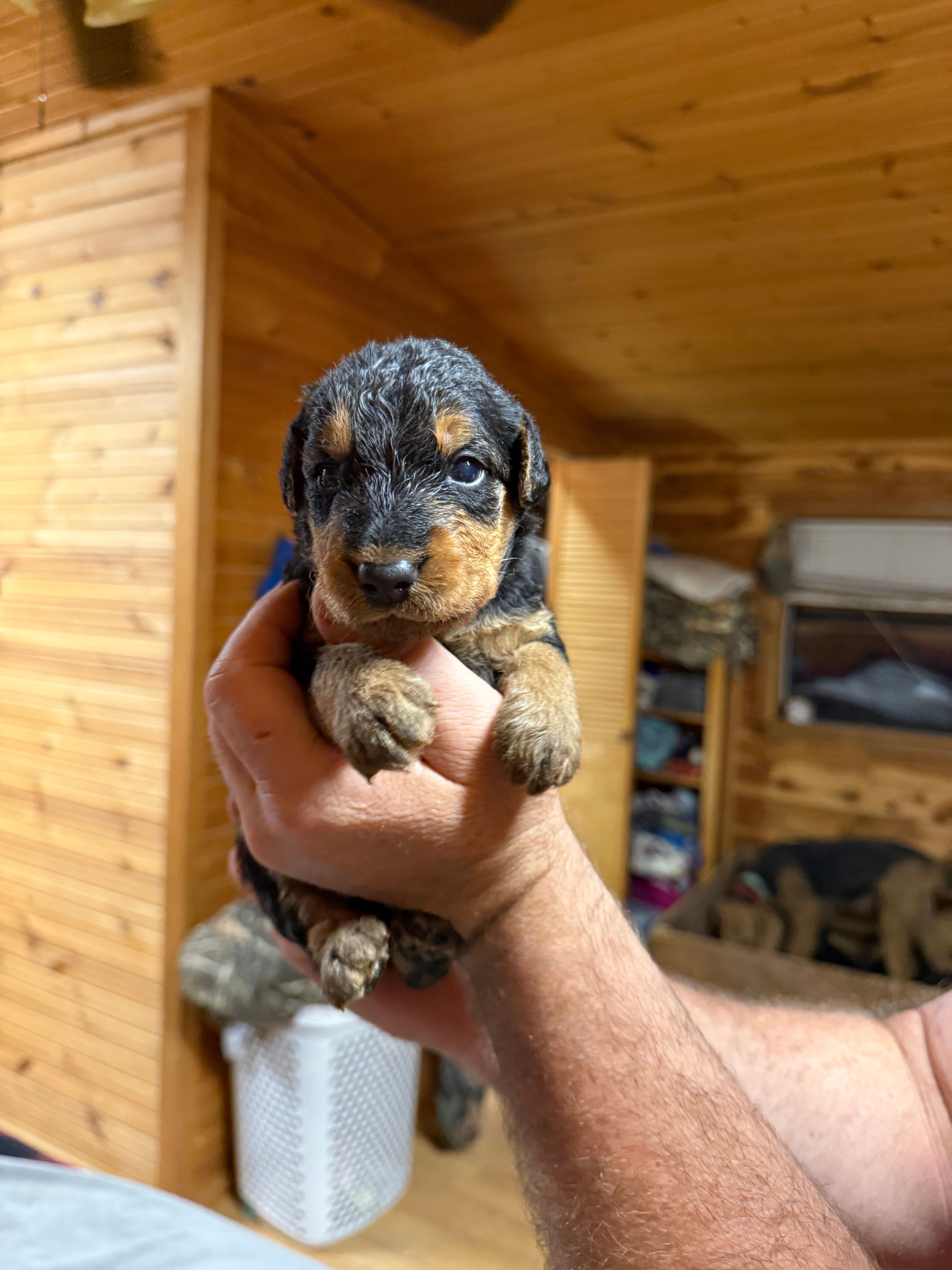 Dark Blue Collar Boy – Airedale Terrier puppy for sale in Calico Rock, AR
