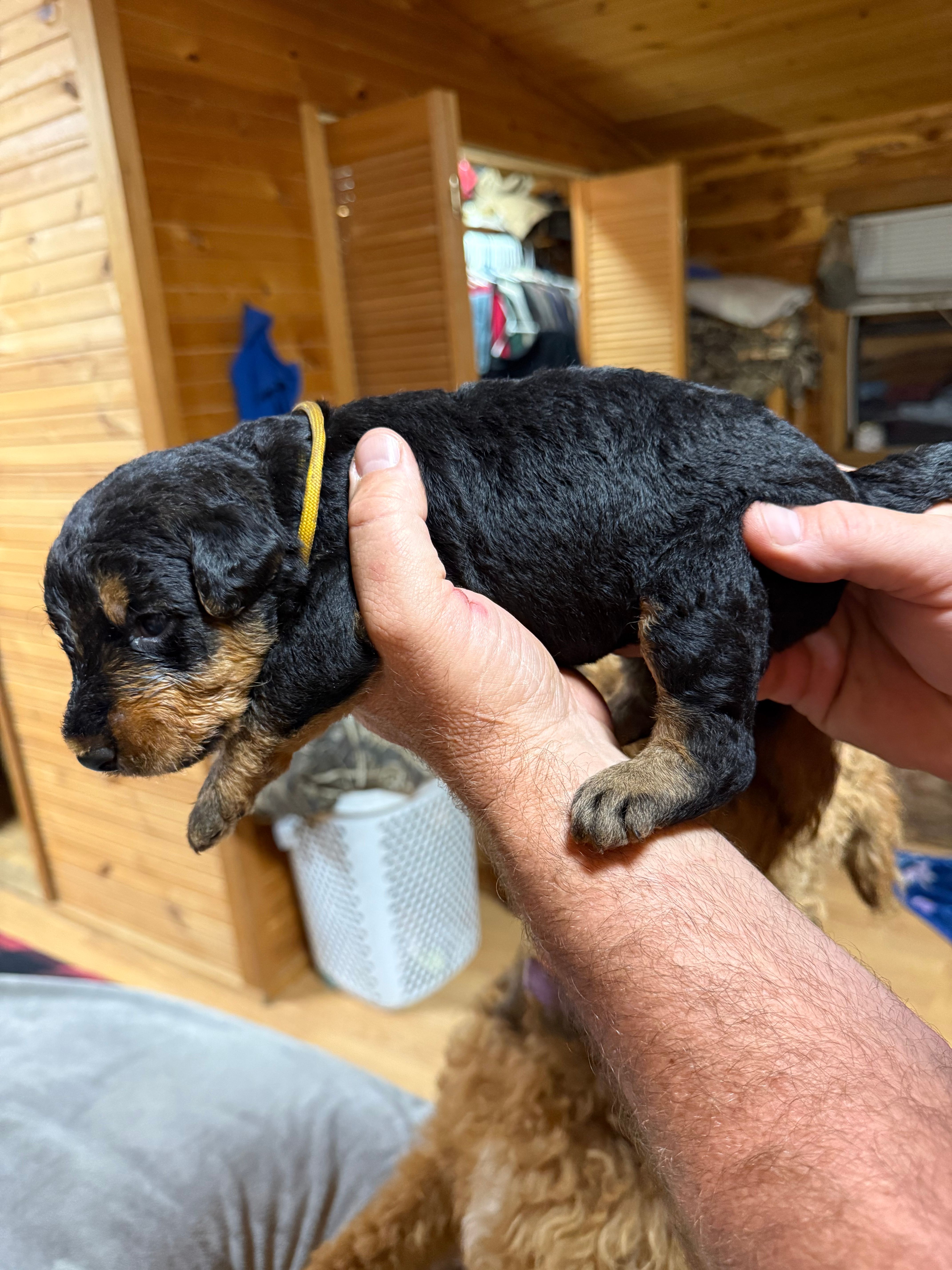 Tan Collar Boy – Airedale Terrier puppy for sale in Calico Rock, AR