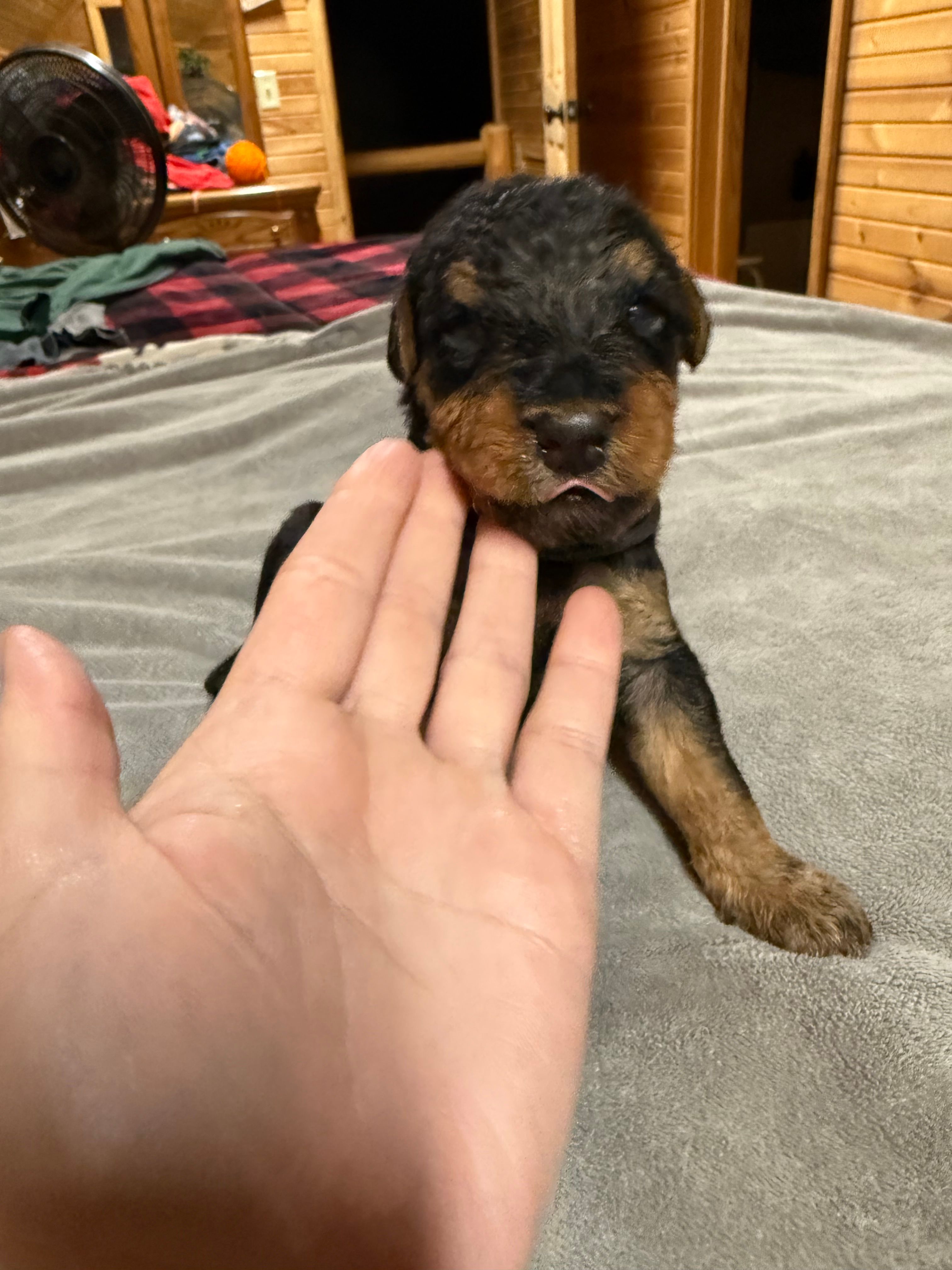 Red Collar Boy – Airedale Terrier puppy for sale in Calico Rock, AR