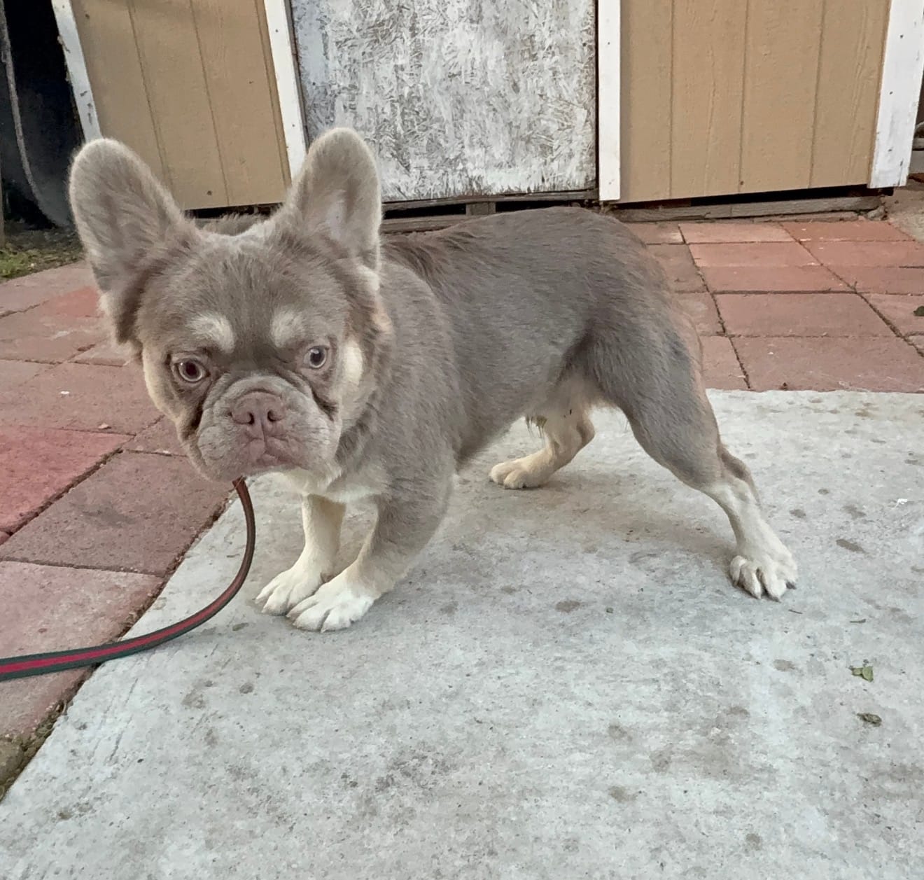 Candy man  – French Bulldog puppy for sale in South Gate, CA