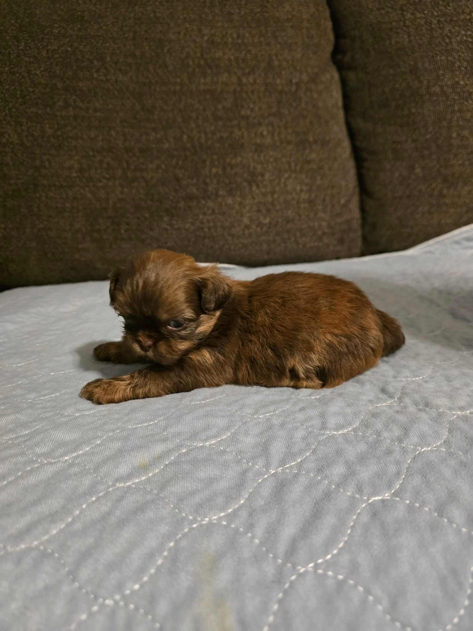 Jeff – Shih Tzu puppy for sale in Winamac, IN