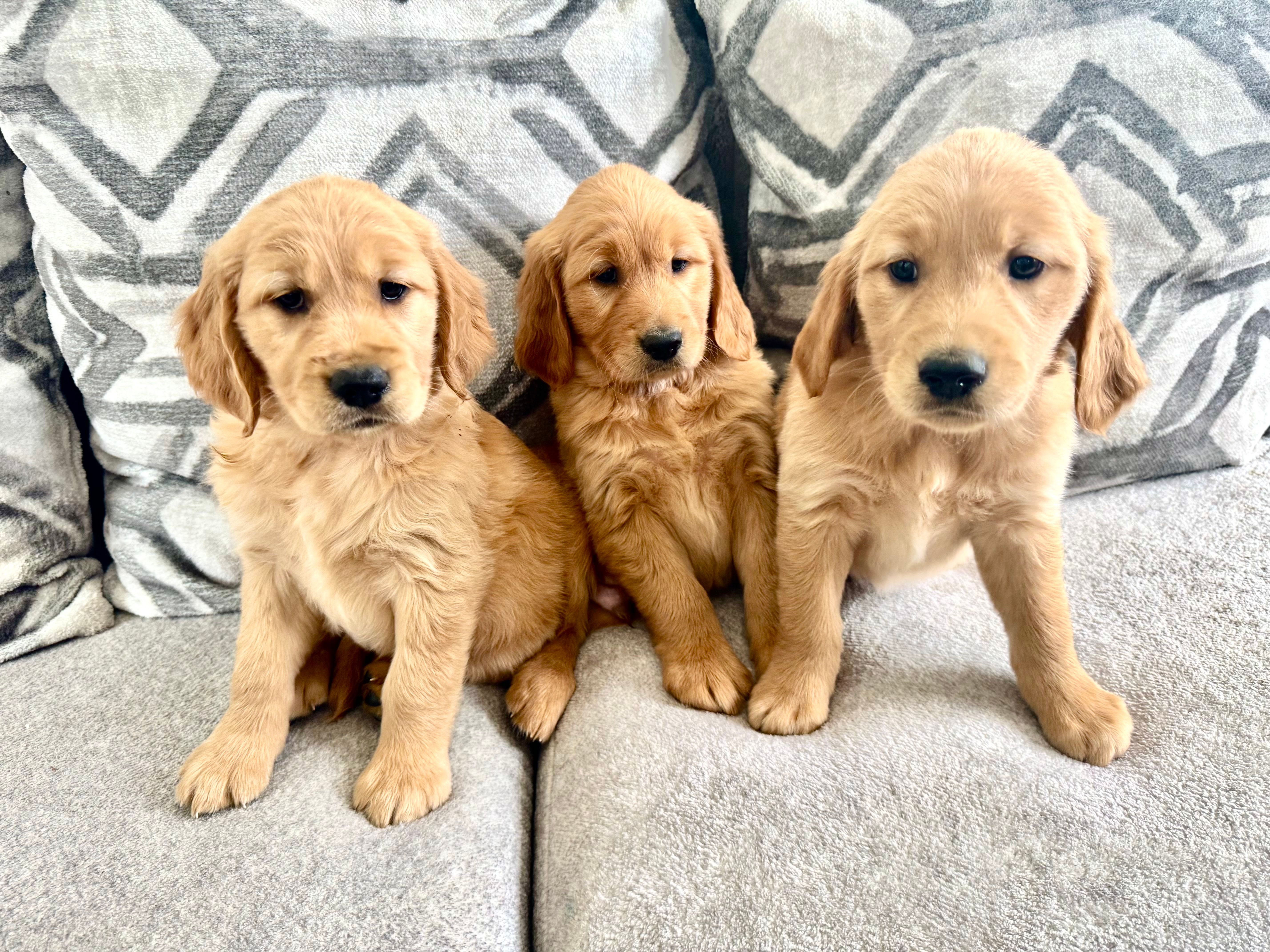 Golden Retriever  – Golden Retriever puppy for sale in Lakeland, FL