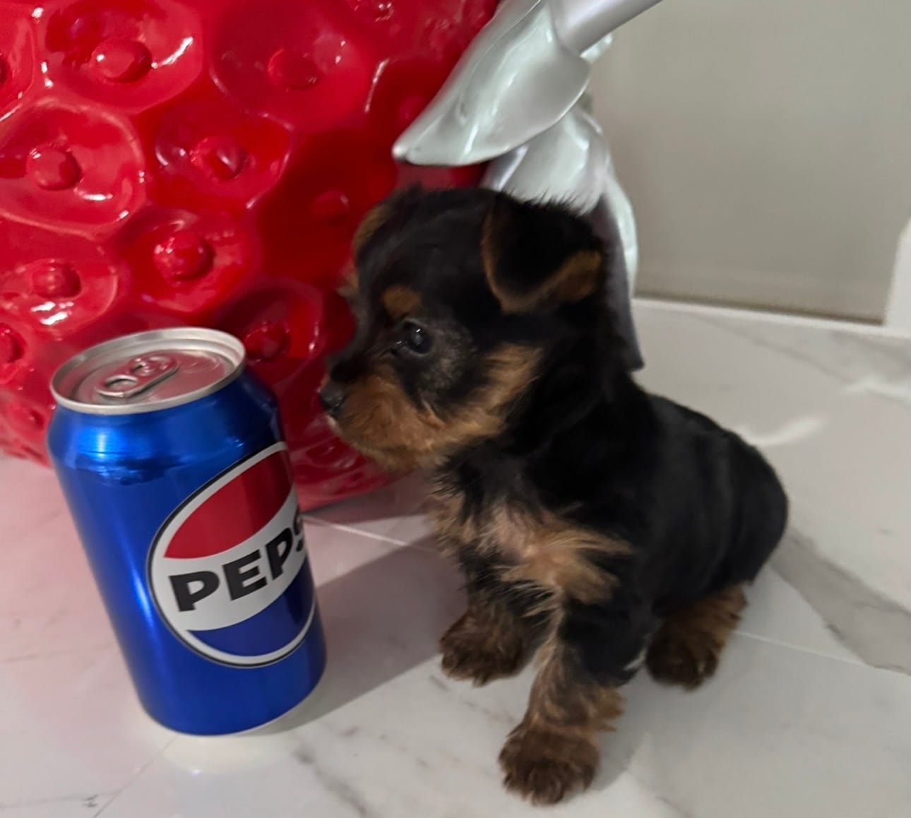Yorkies  – Yorkshire Terrier puppy for sale in Lakeland, FL