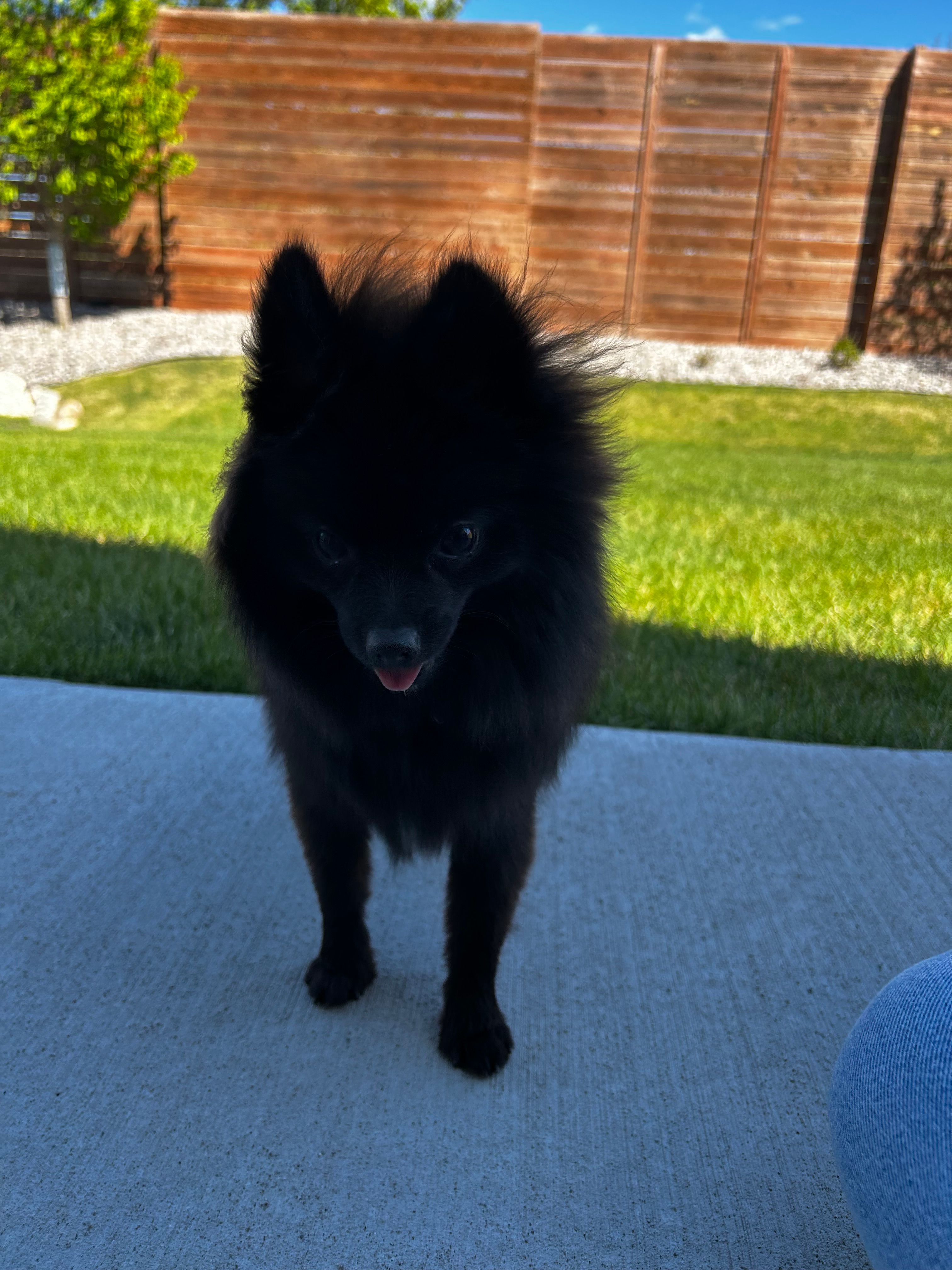 Bear – Pomeranian puppy for sale in Circle Pines, MN