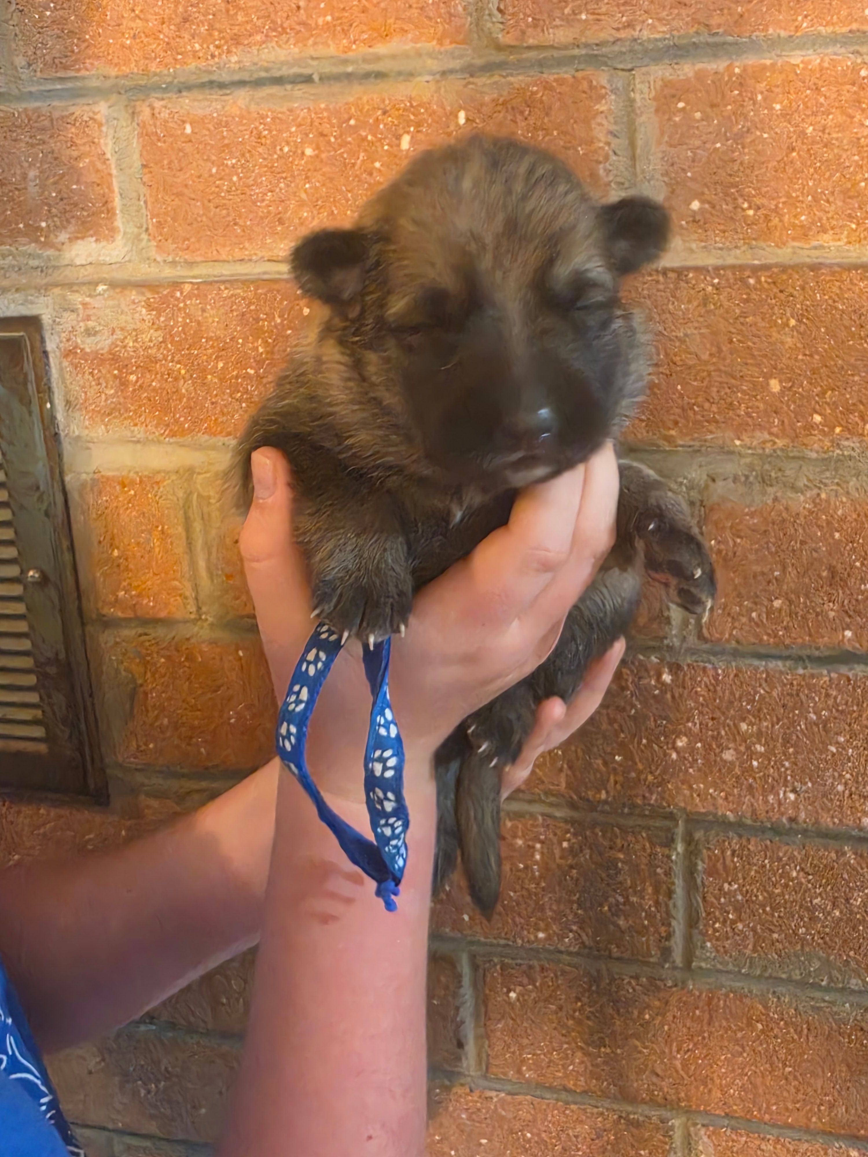 Mufasa – German Shepherd Dog puppy for sale in Rocky Mount, VA