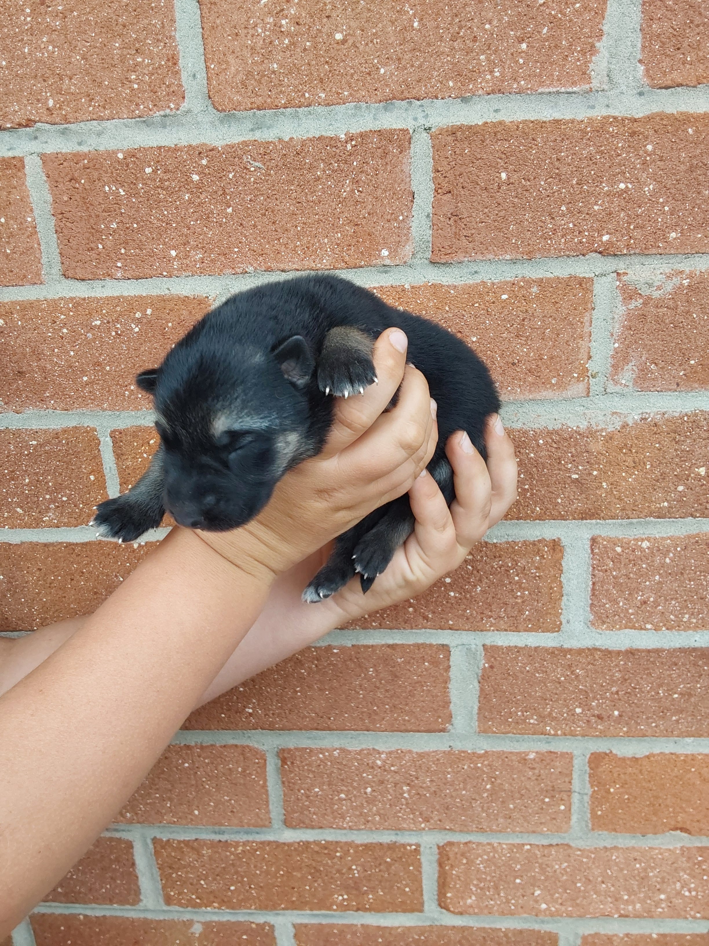 Fern – German Shepherd Dog puppy for sale in Rocky Mount, VA