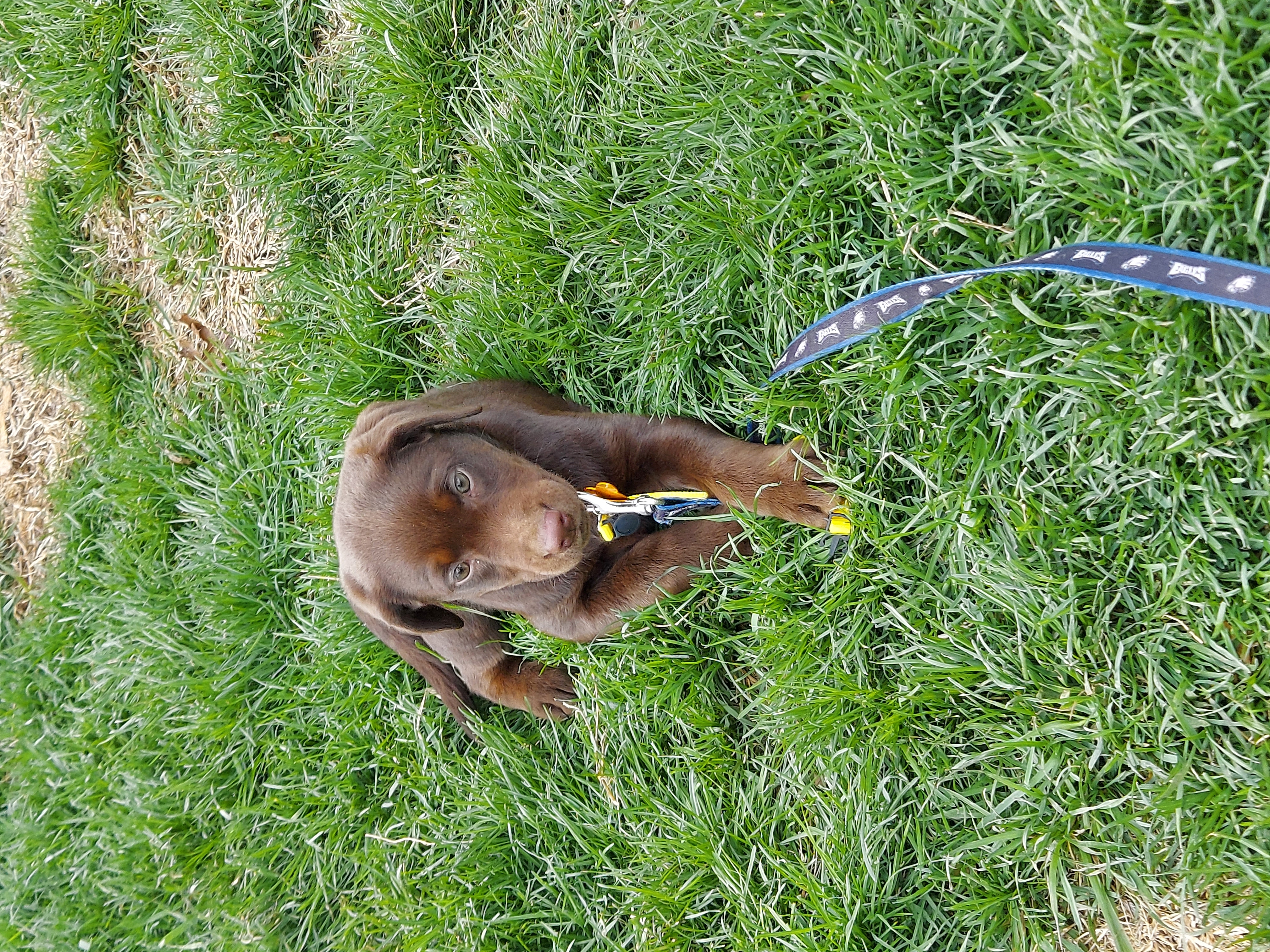 Almond Joy – Labrador Retriever puppy for sale in Rocky Mount, VA