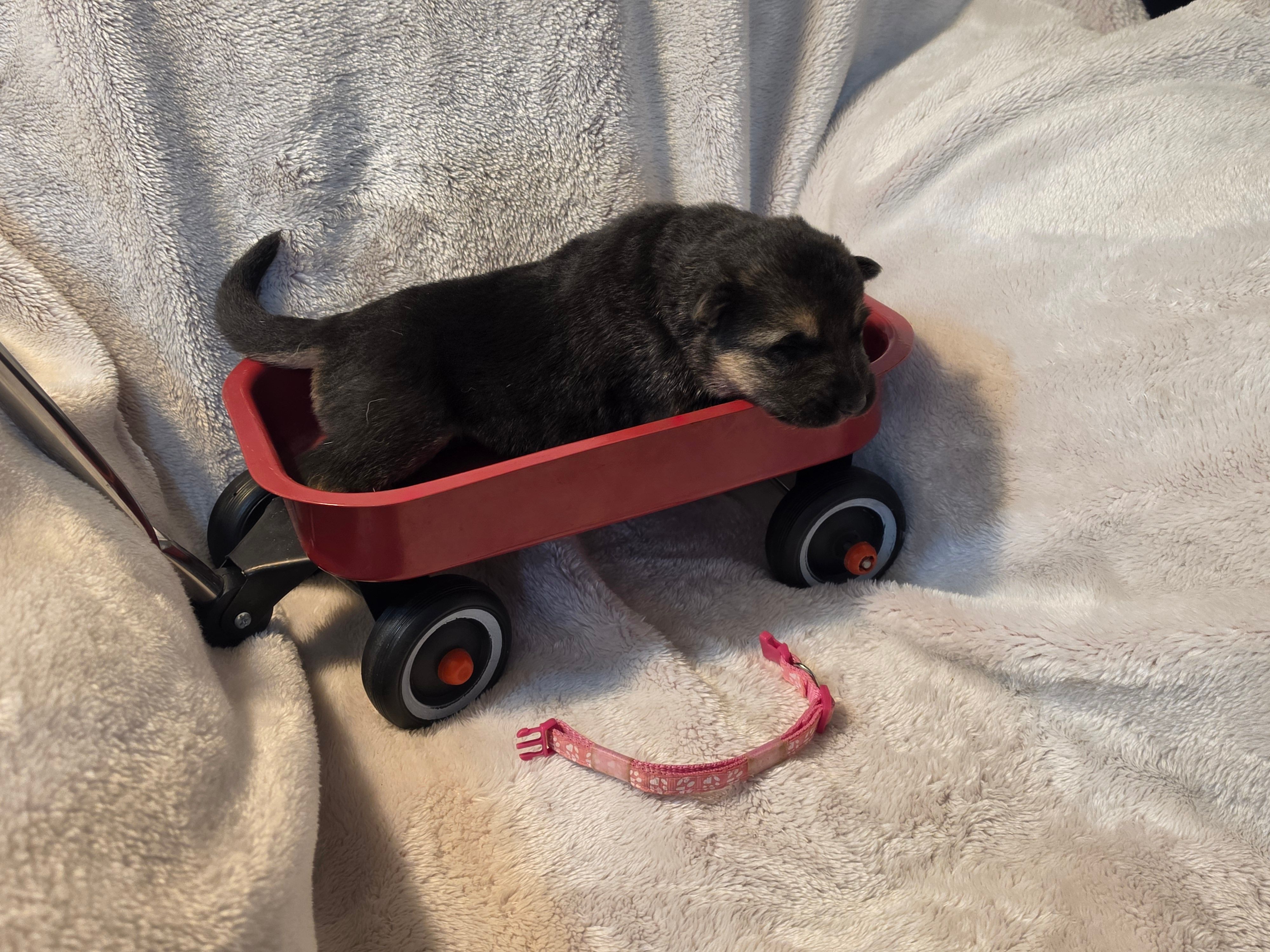 Nala – German Shepherd Dog puppy for sale in Rocky Mount, VA