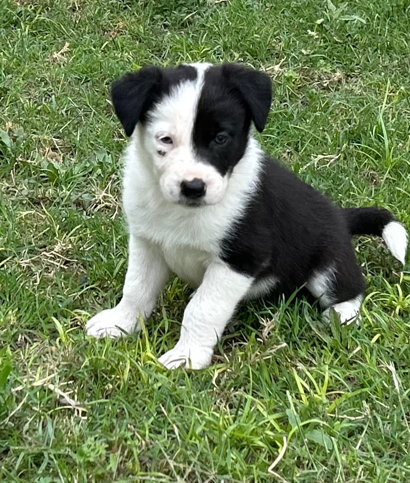 Annie  – Border Collie puppy for sale in Stephenville, TX