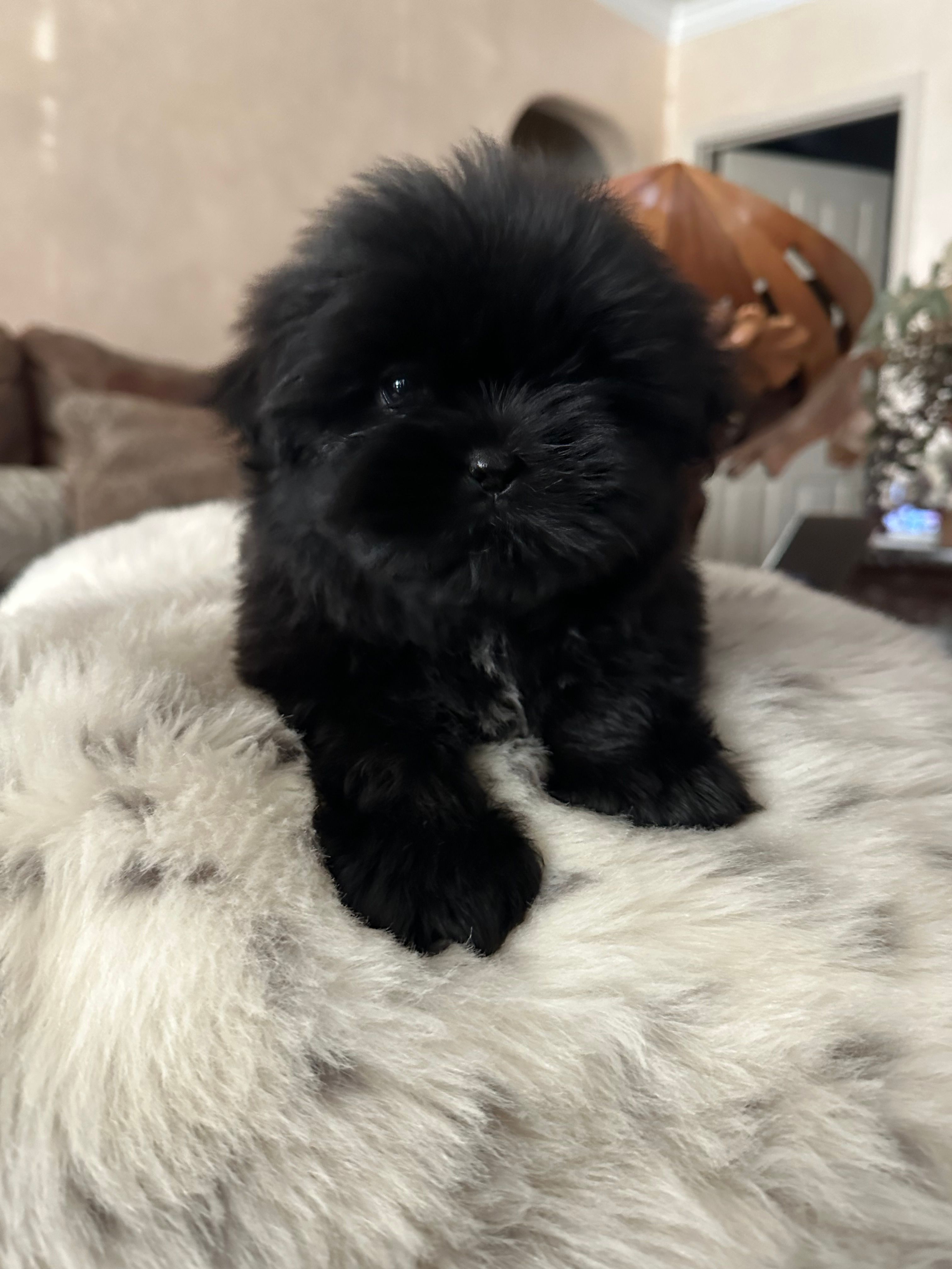 Smoky – Shih Tzu puppy for sale in Downey, CA