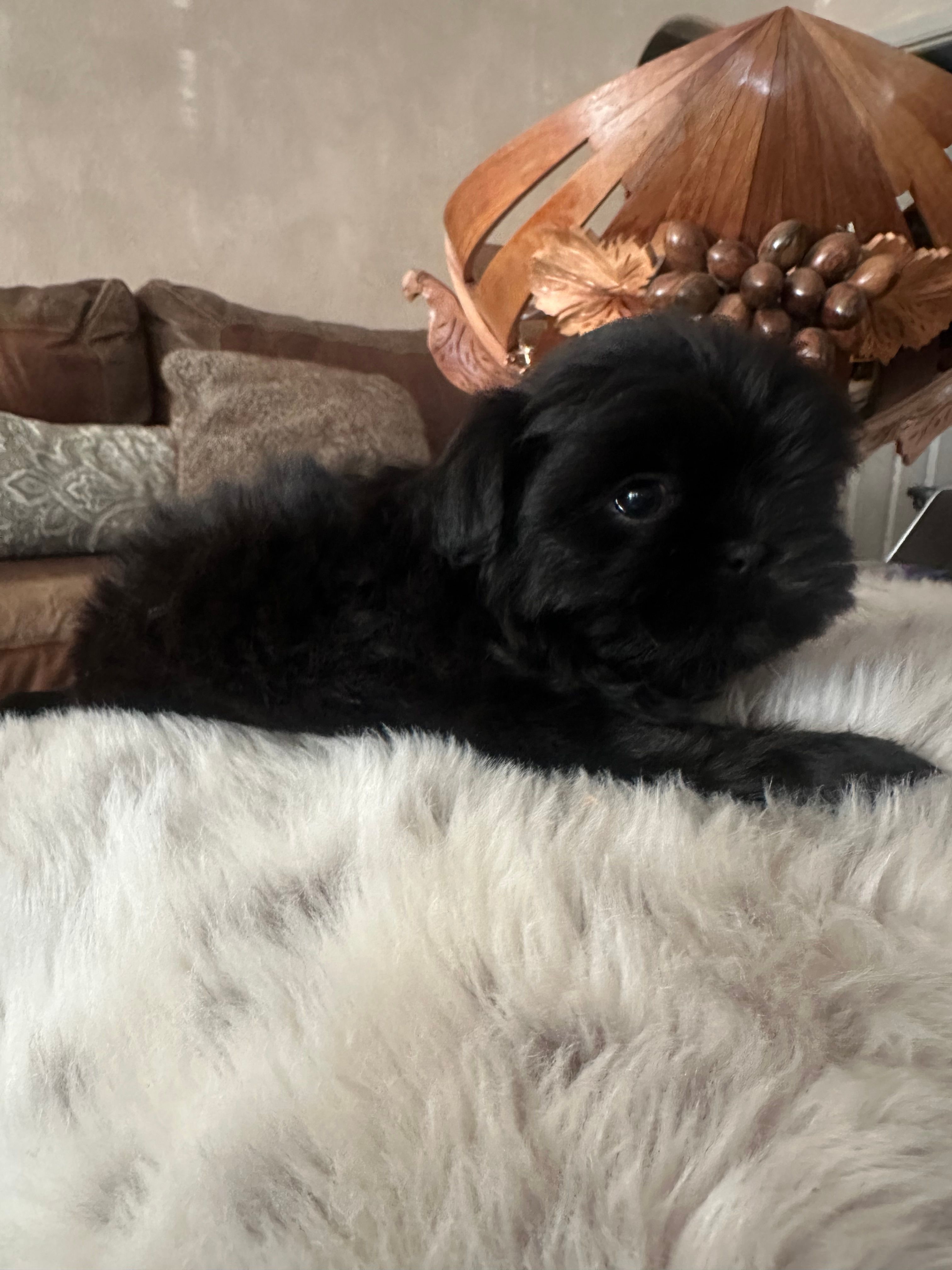 Smoky – Shih Tzu puppy for sale in Downey, CA