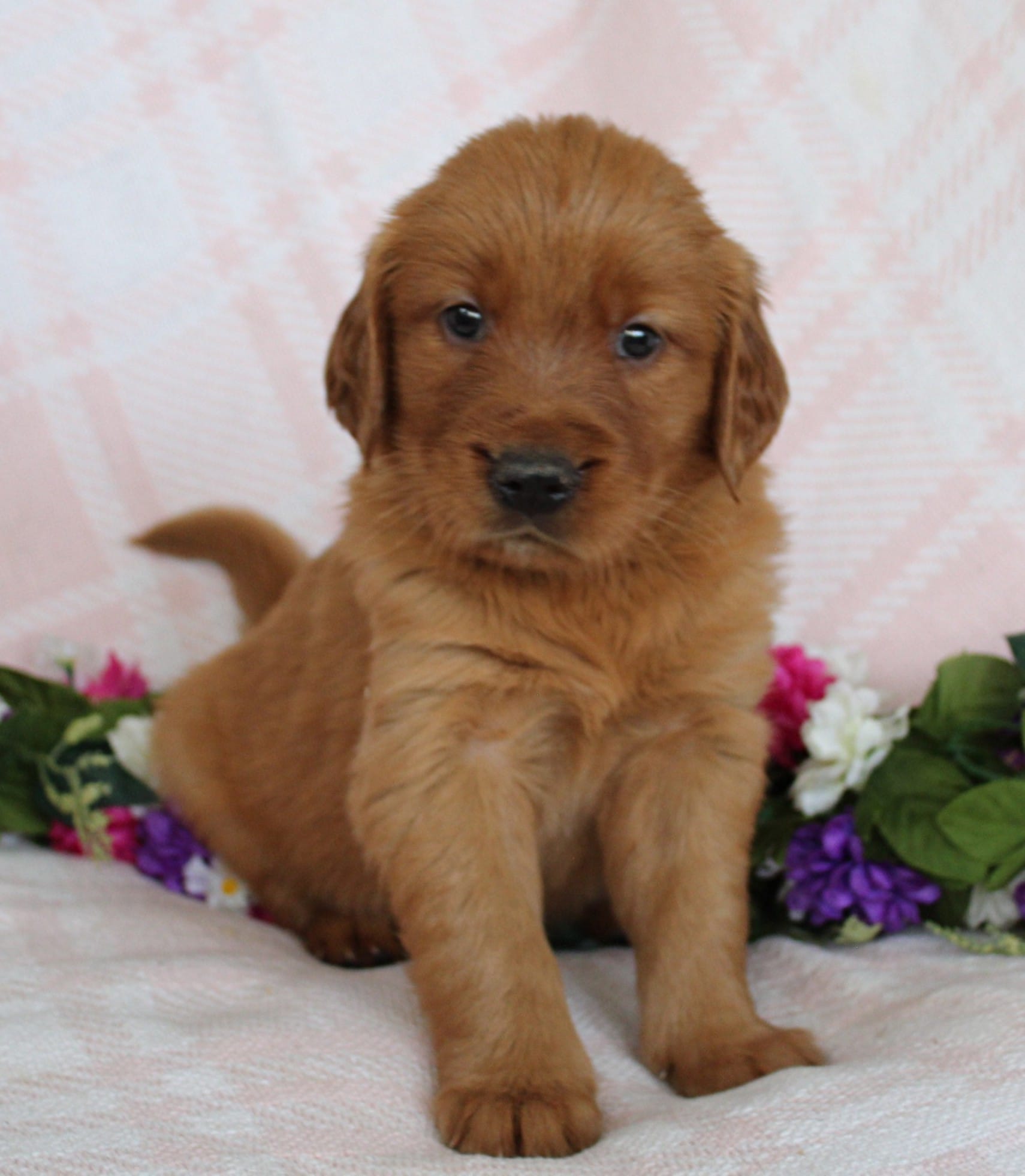 Yellow Girl 1 – Golden Retriever puppy for sale in Montezuma, GA